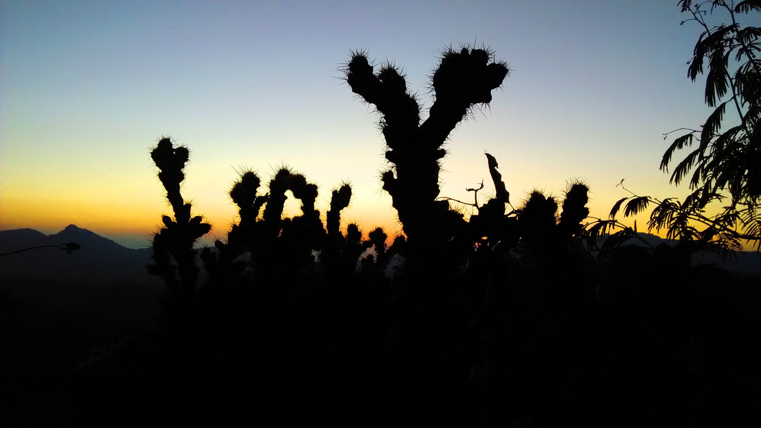 Cactus tree during sunset