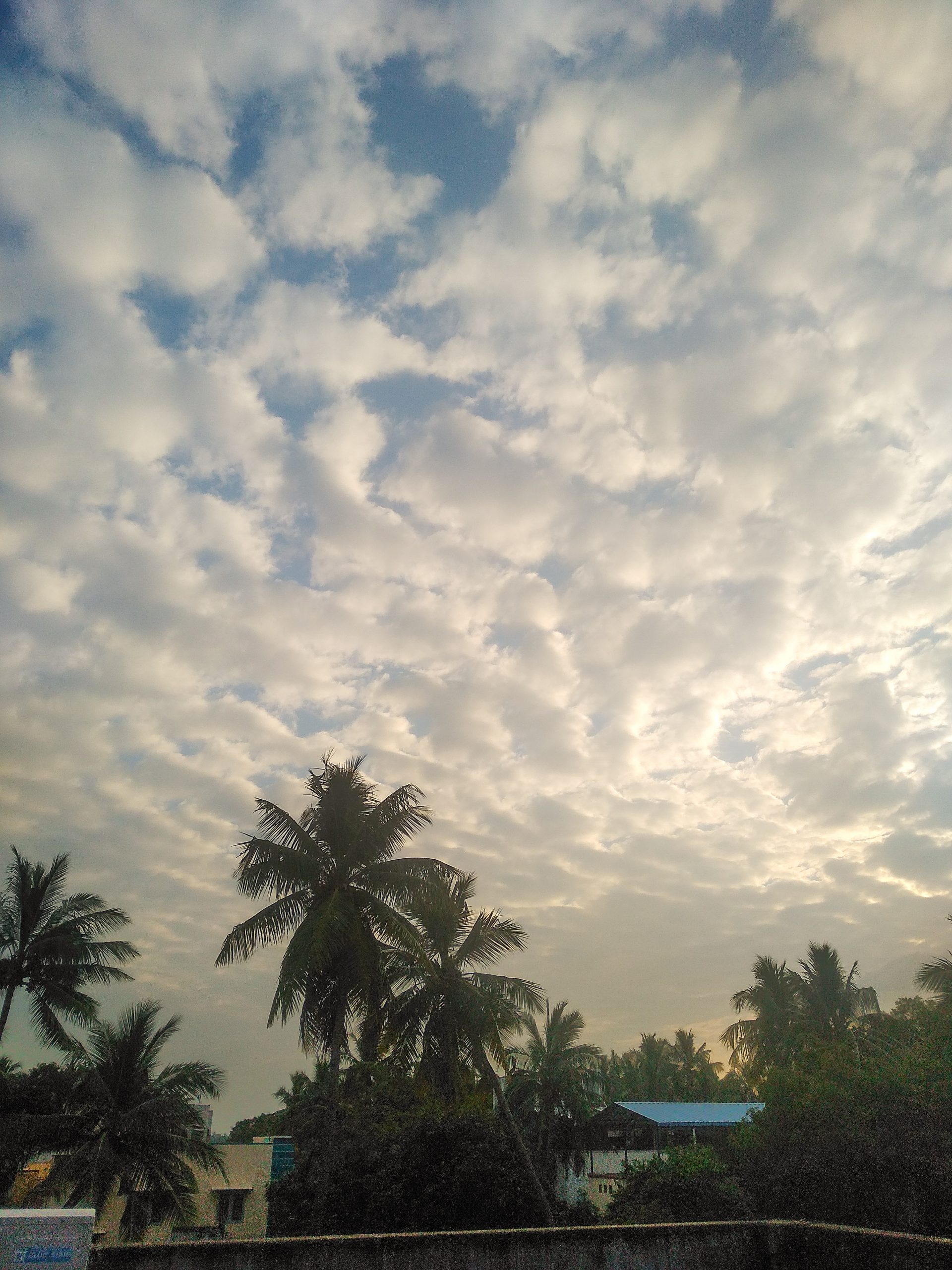 Sky and trees