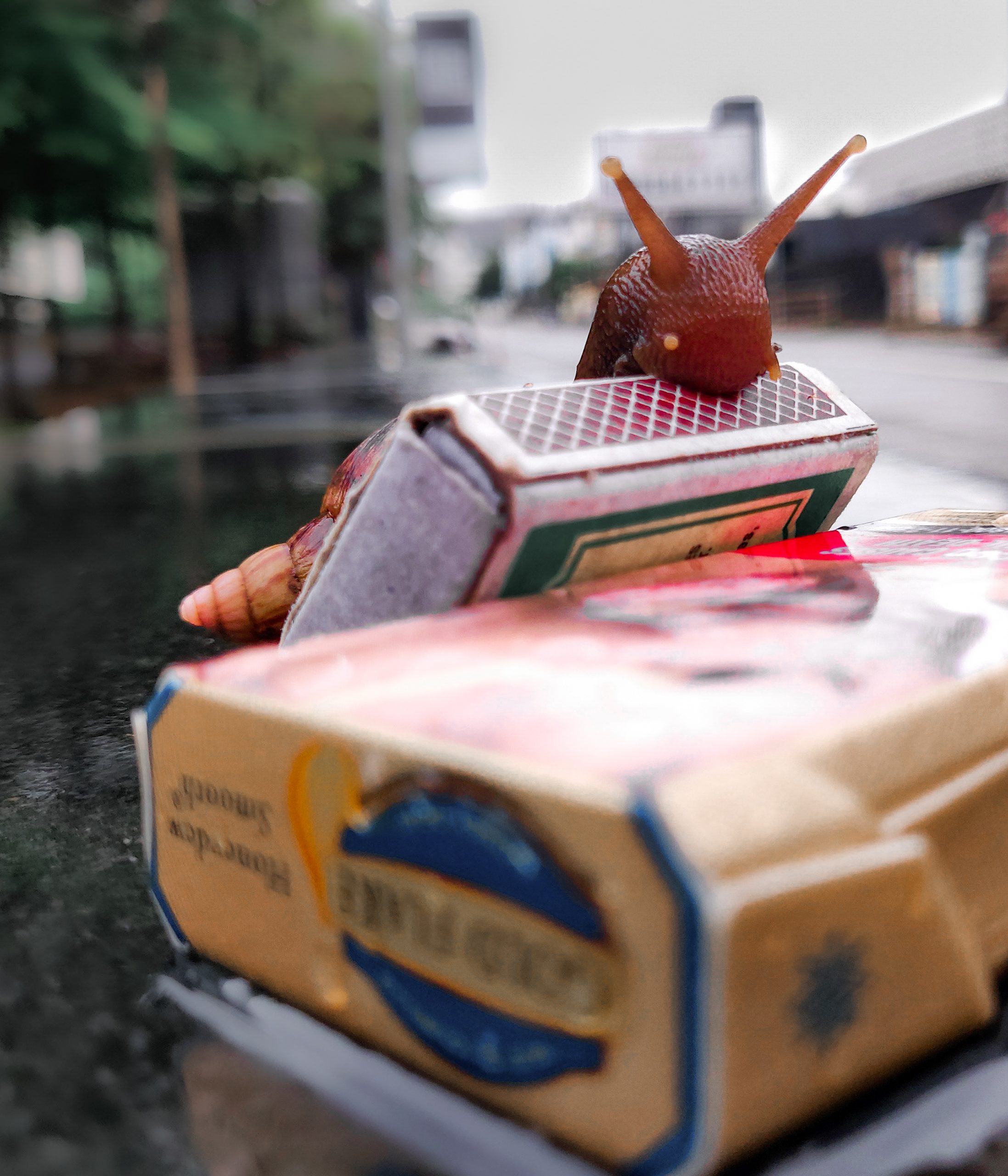 Snail over a matchbox