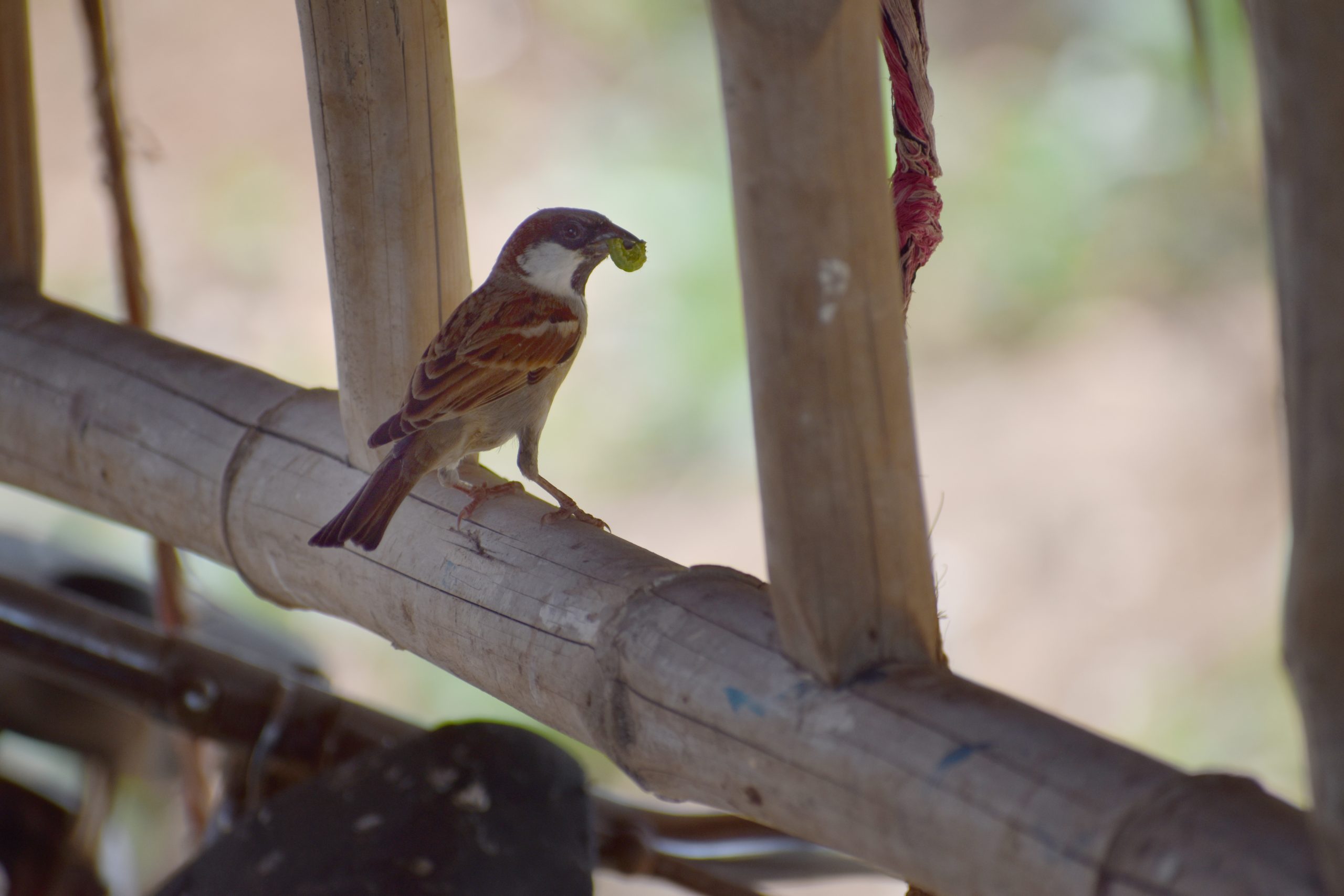 Sparrow sitting on the wood