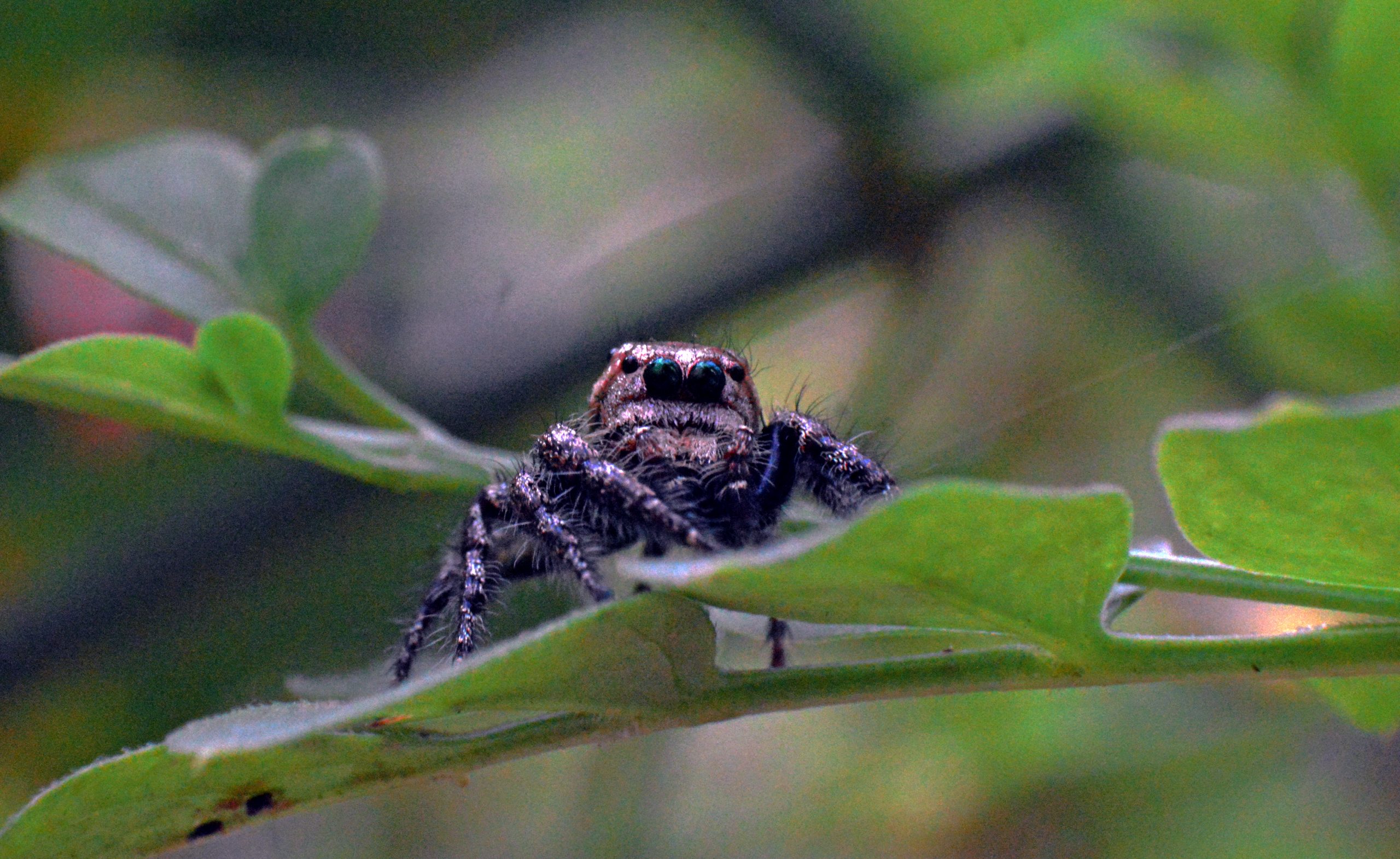 spider on a leaf