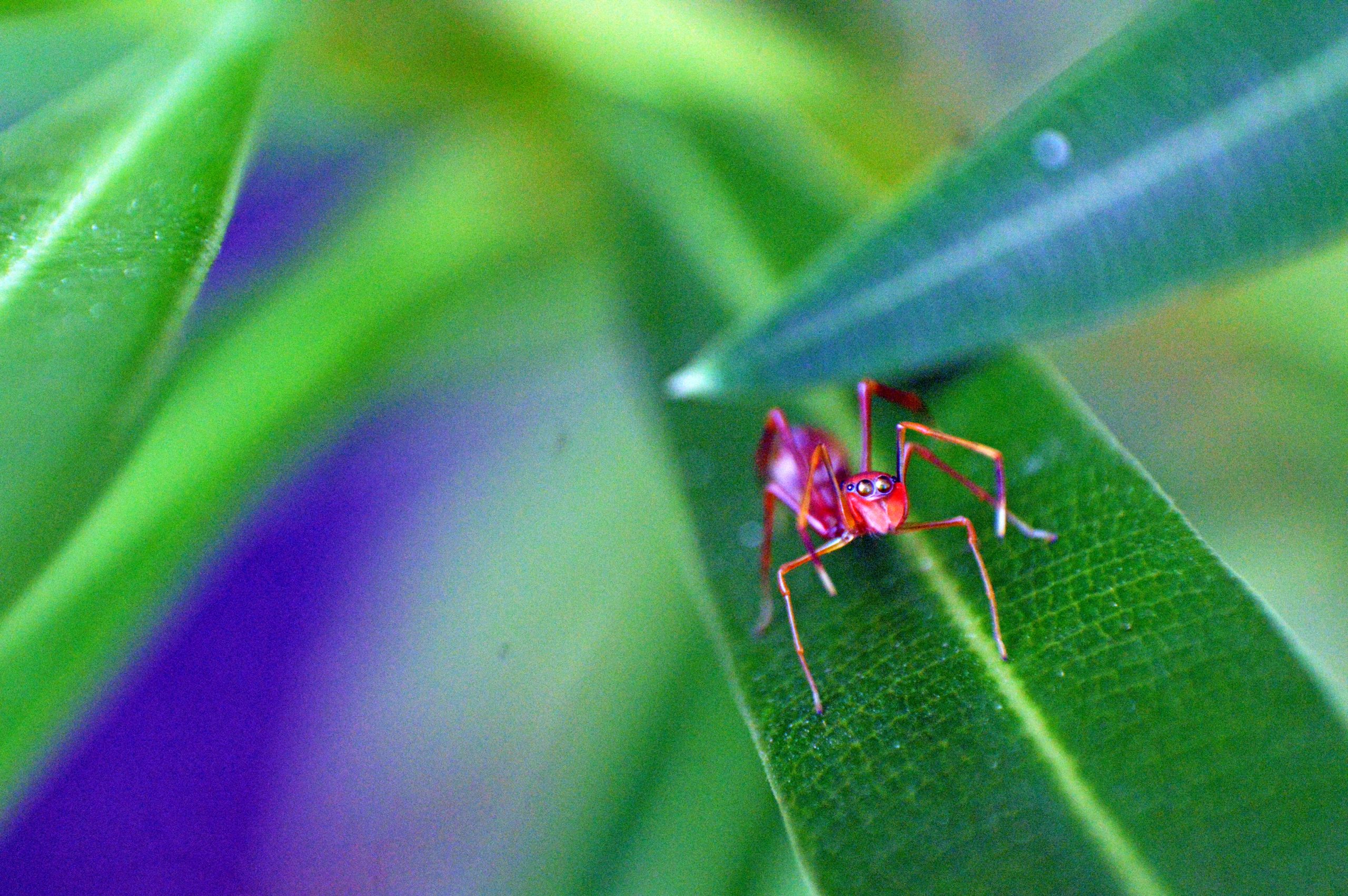 Spider on leaf