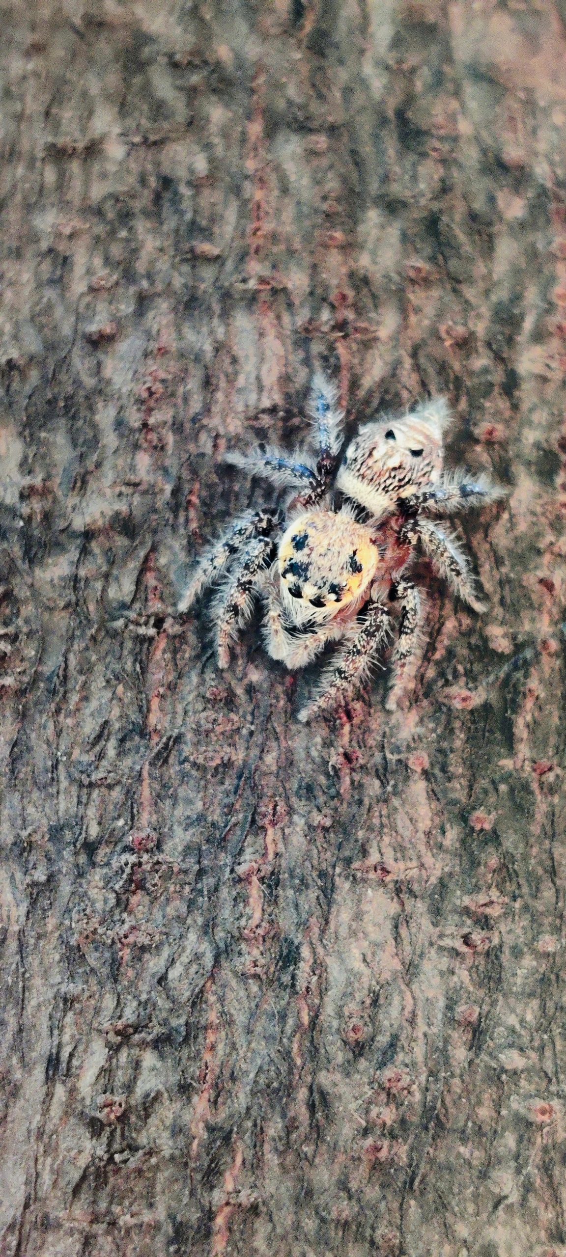 Spider on tree branch