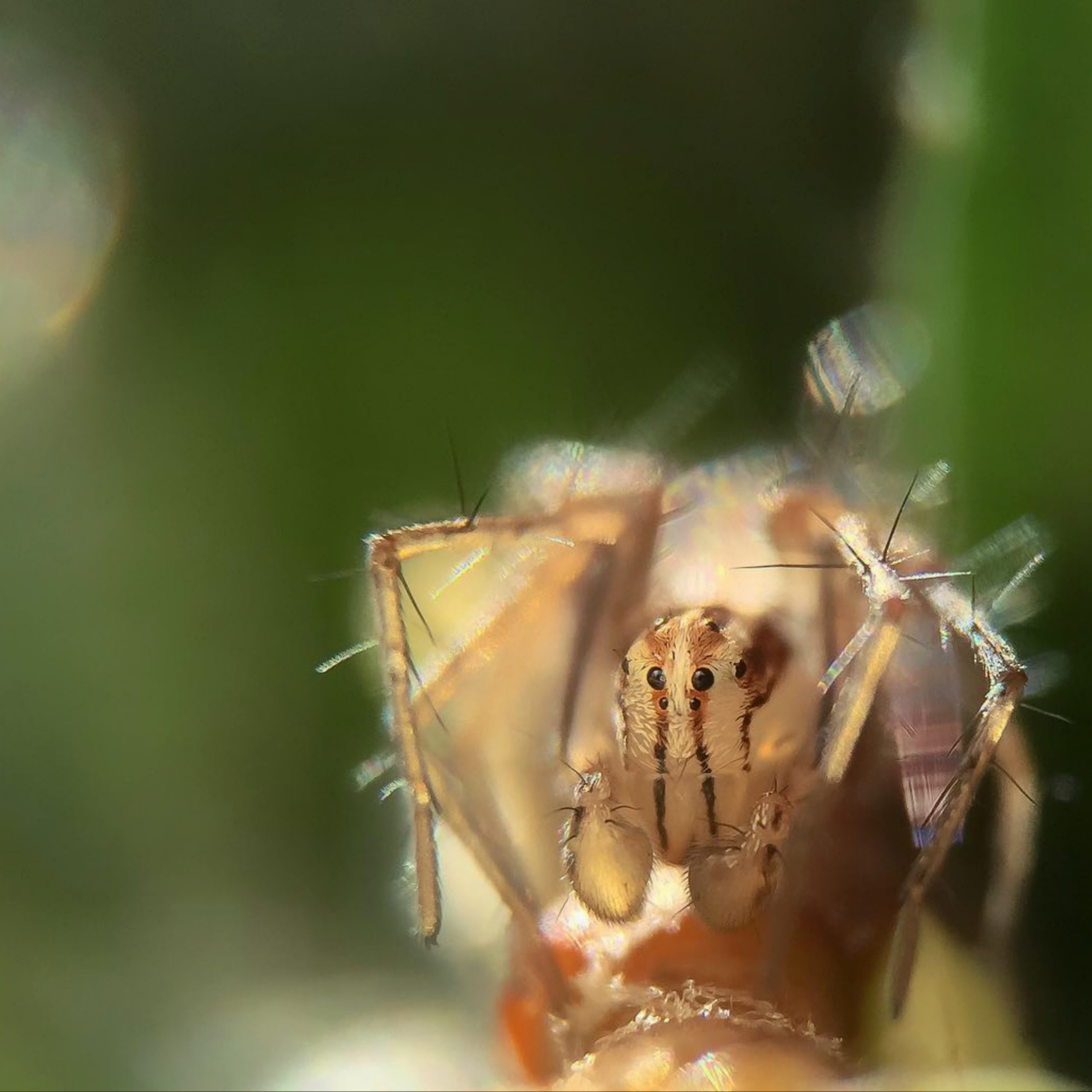 Spider macro view