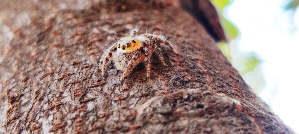 Spider Micro photography - PixaHive