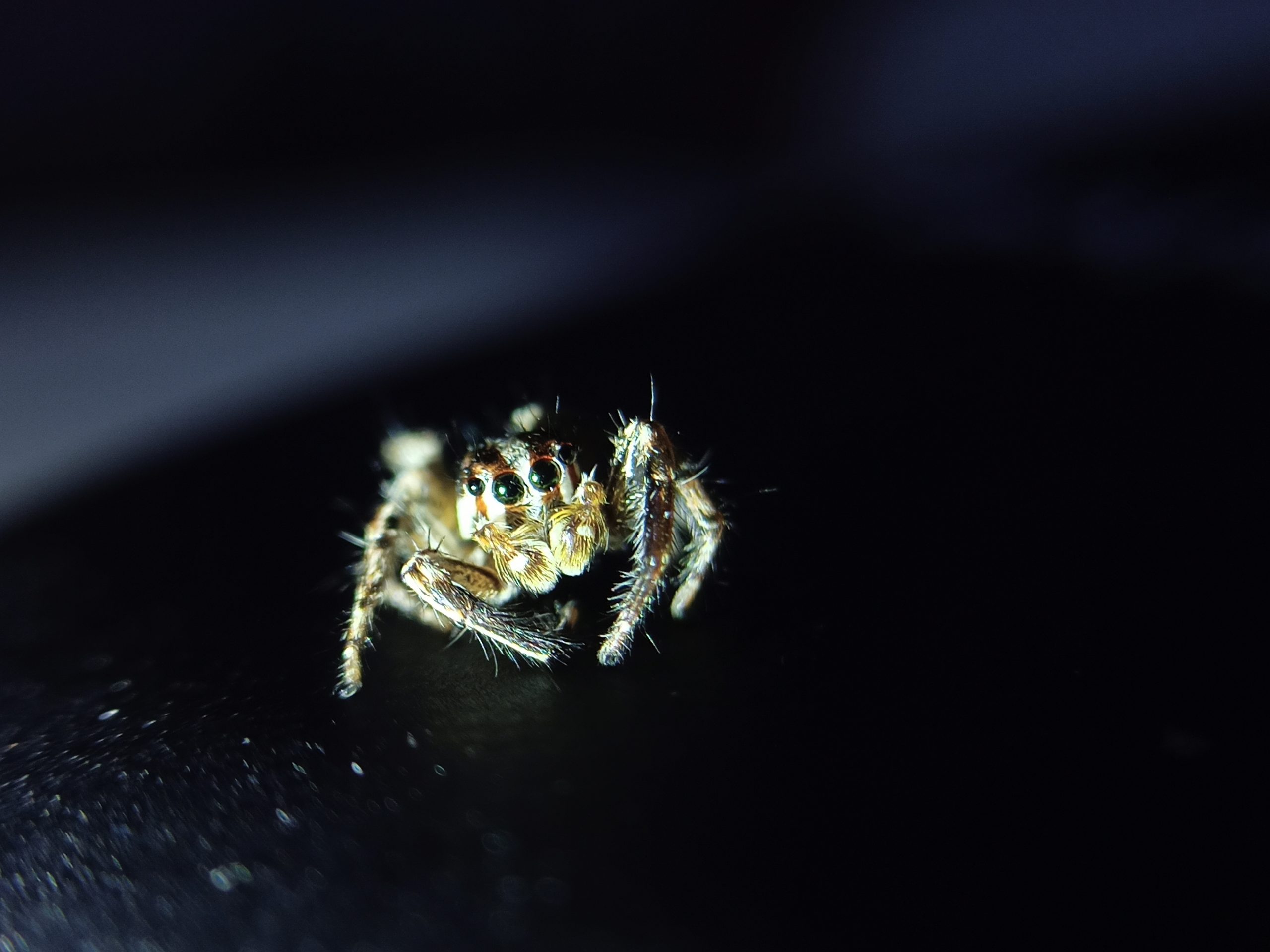 Spider in dark