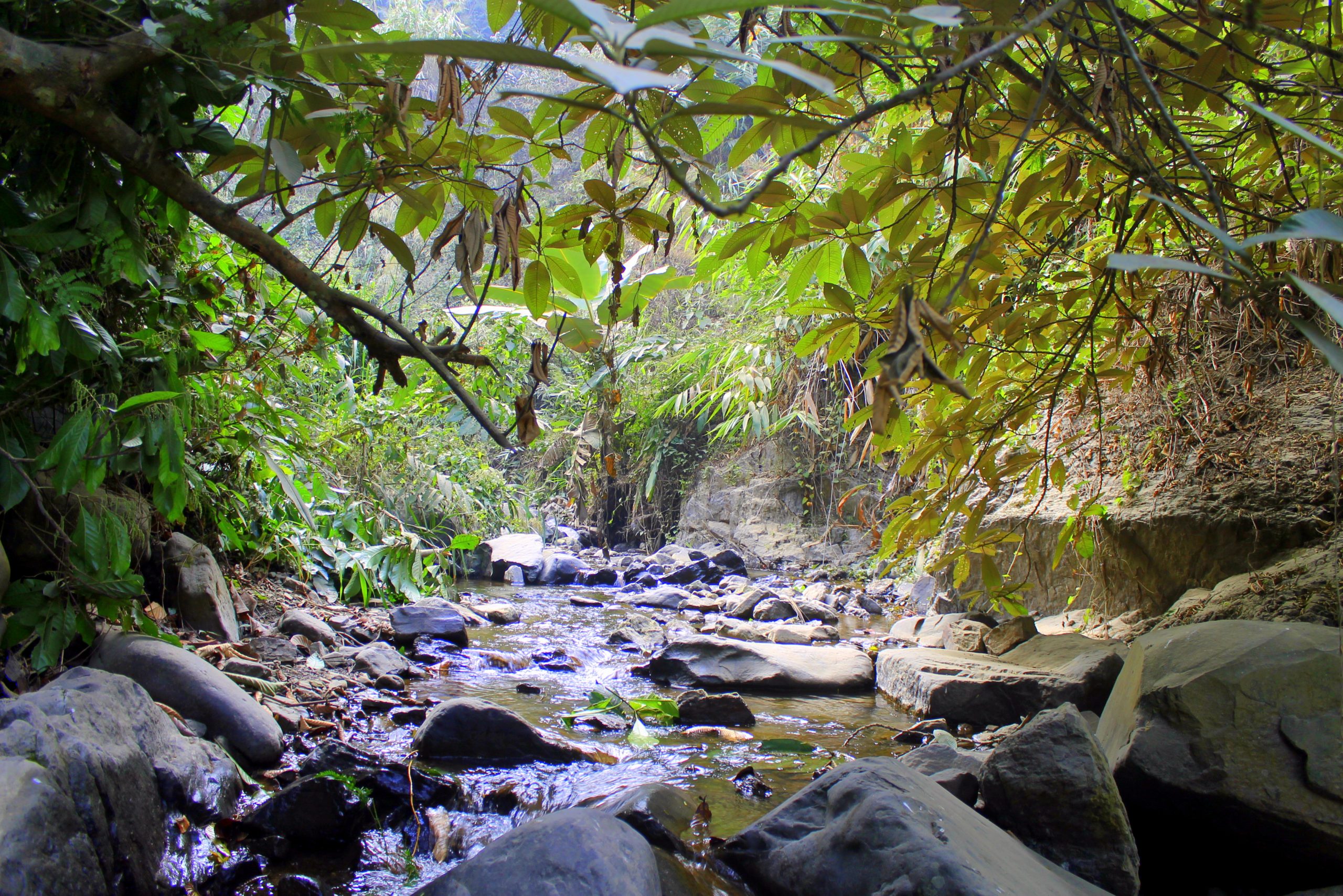 Rocks and water in a jungle