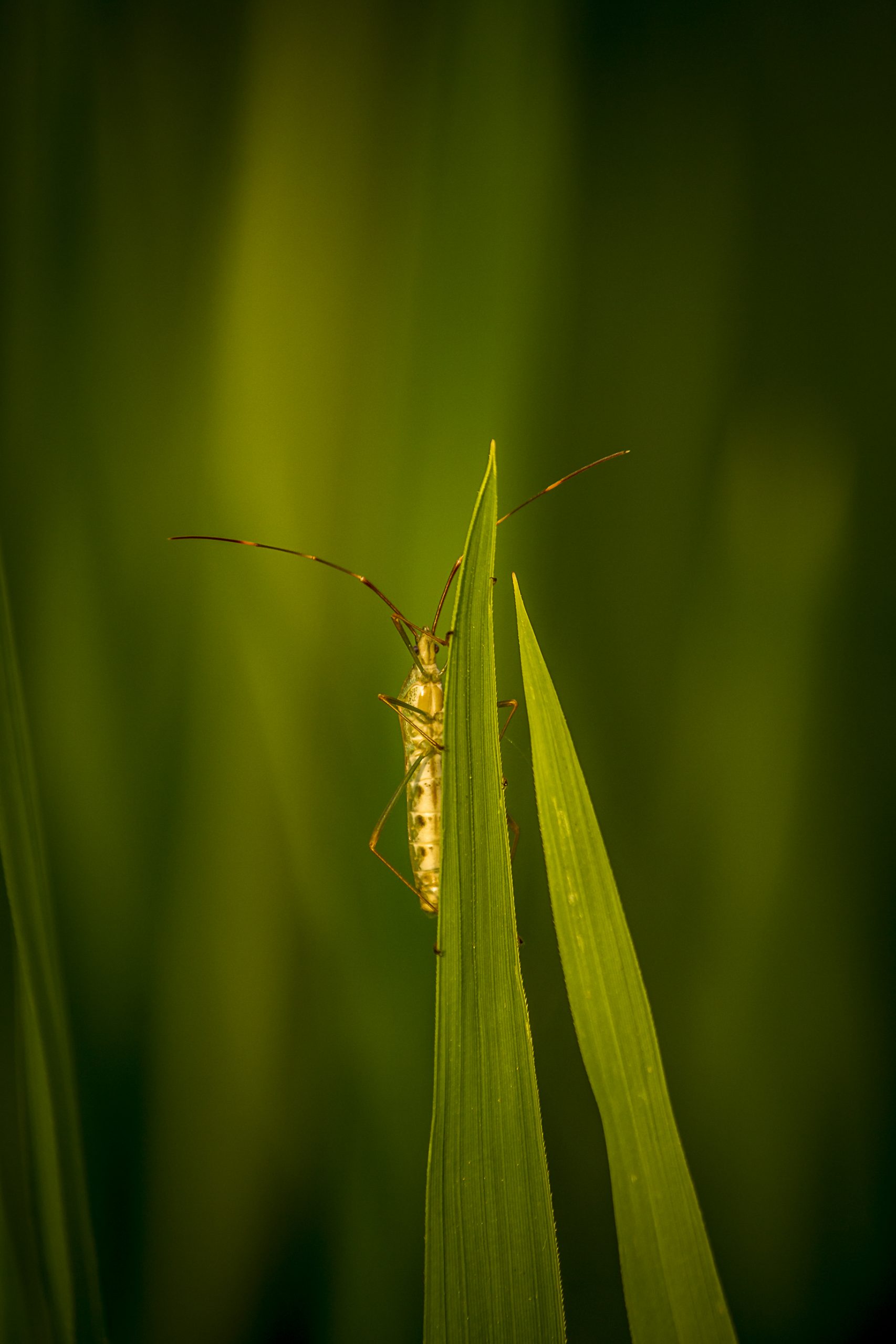 Stink Bug on a grass leaf
