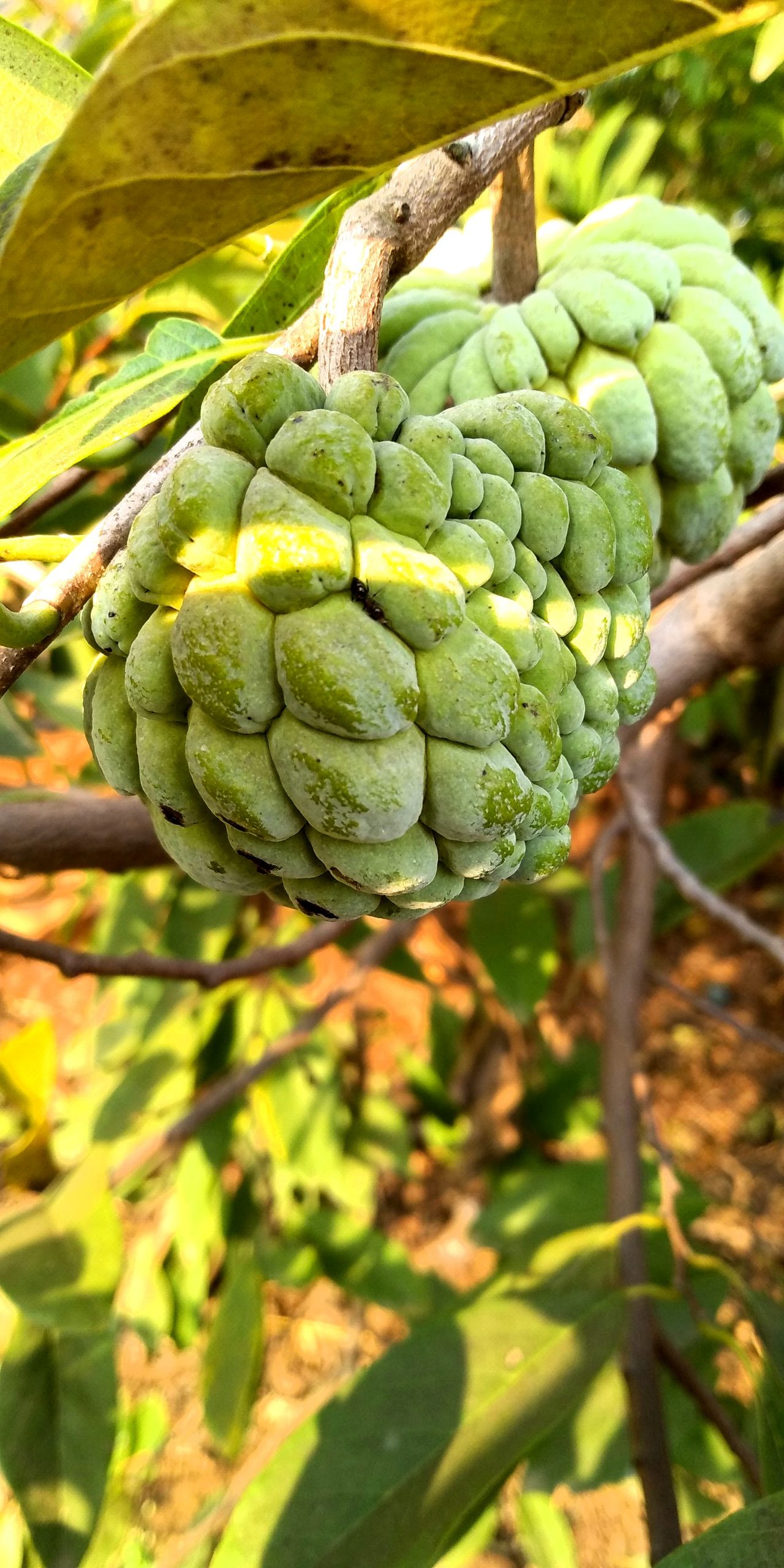 Plum sugar apple on branches