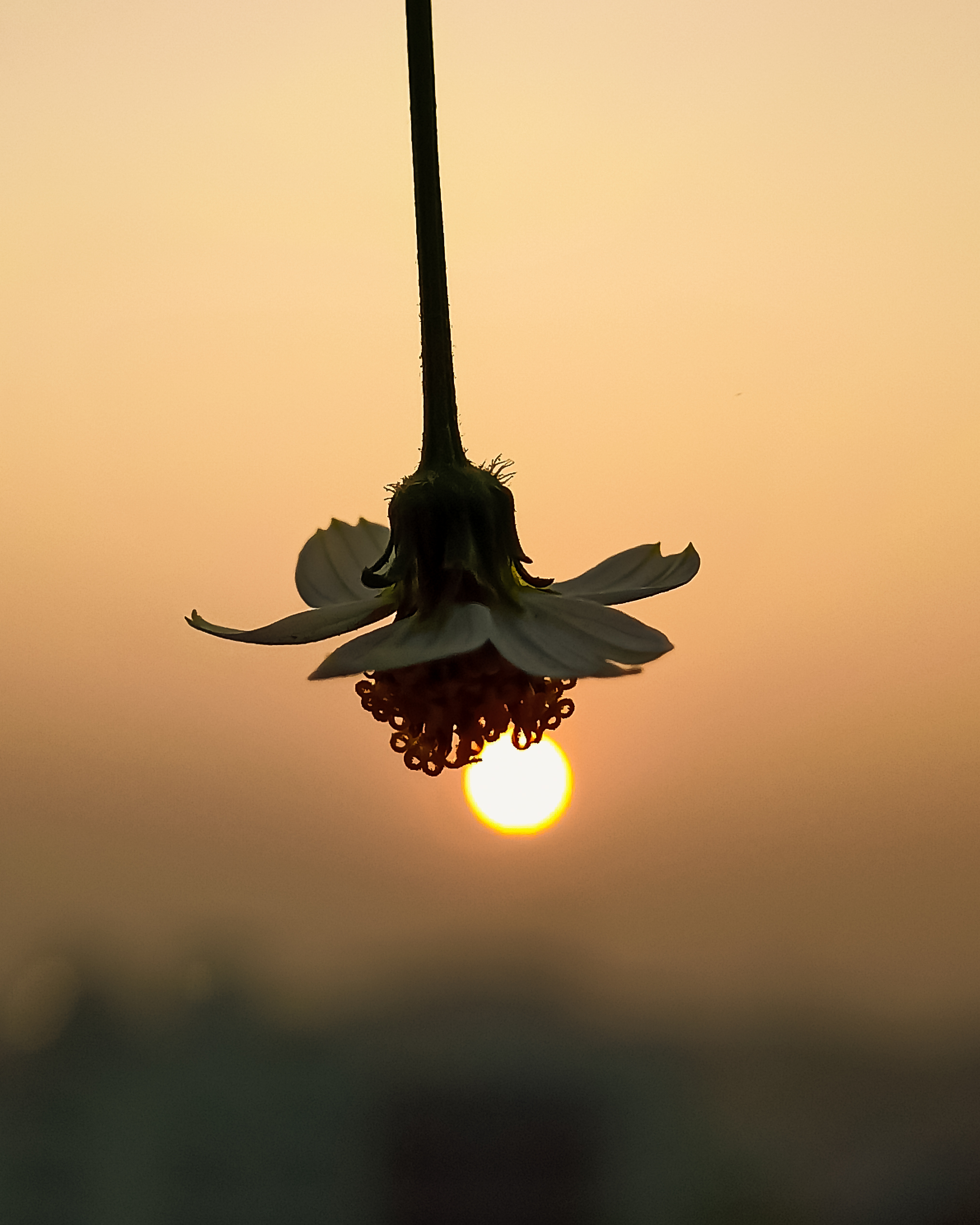 Flower in front of Sun