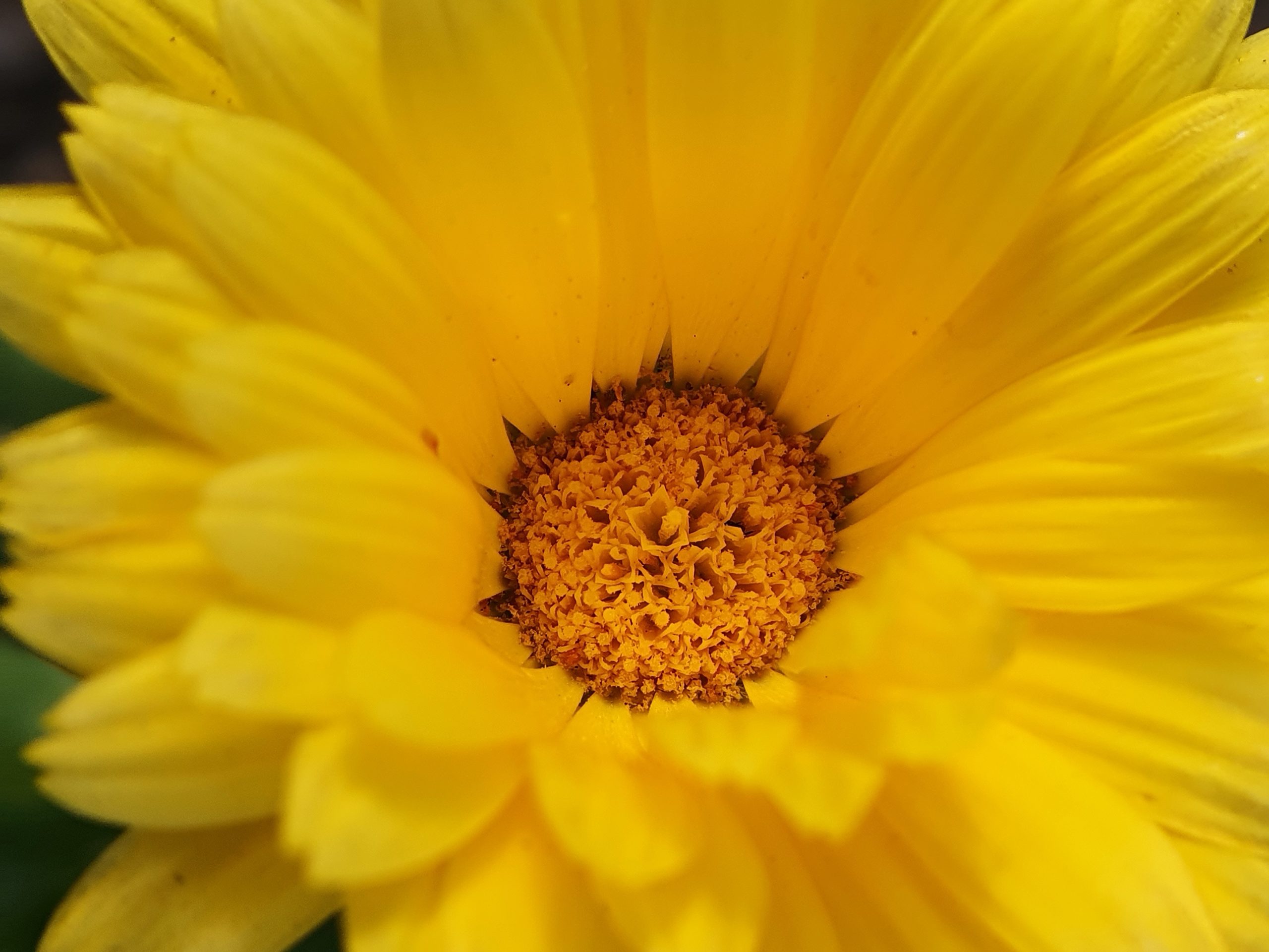 Sunflower macro view