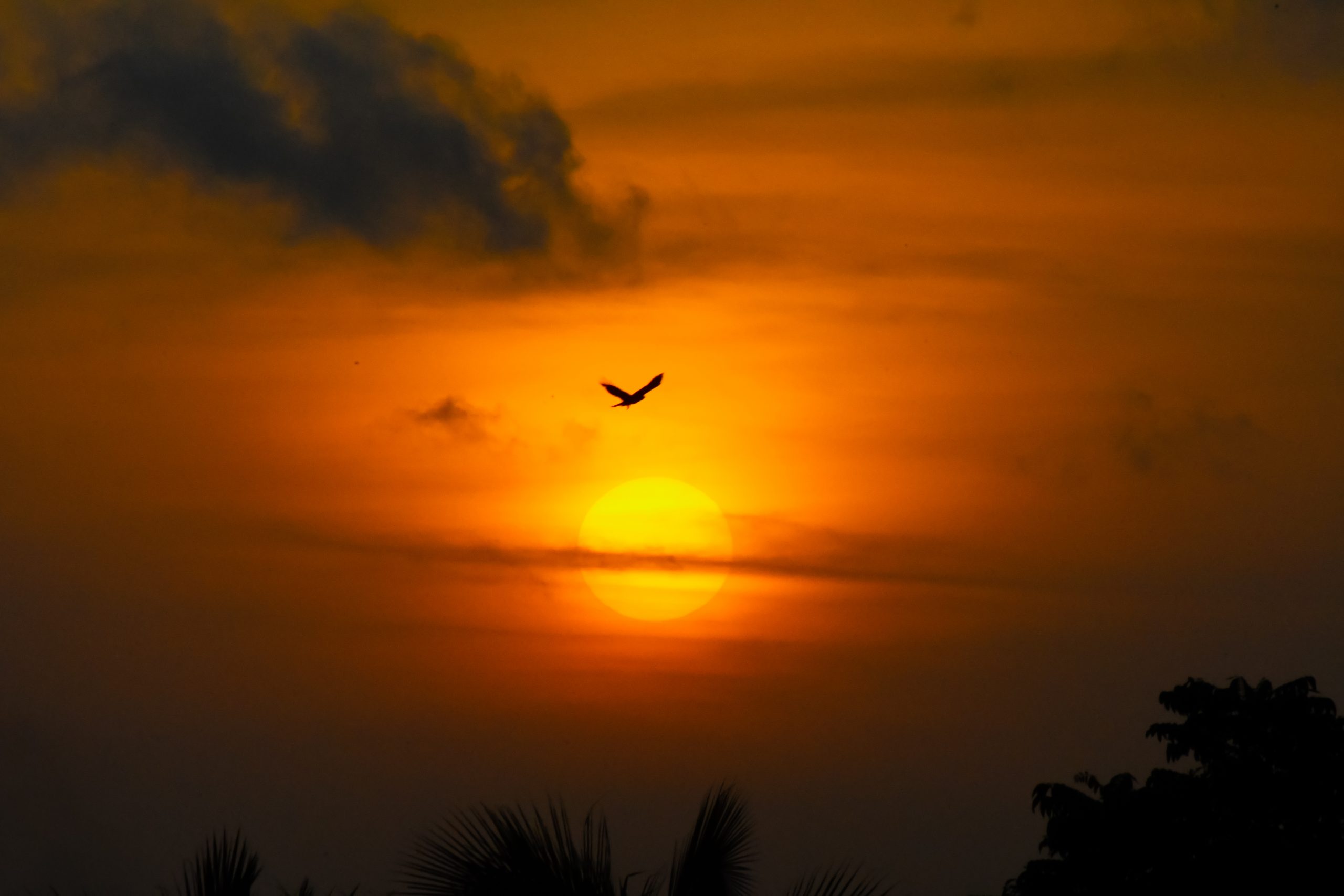 Bird flying during sunset