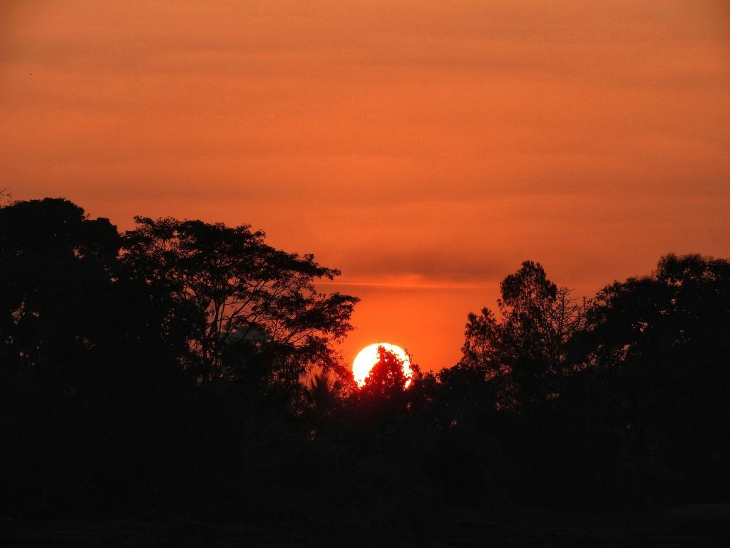 Sunset through a jungle - Free Image by Bharath S on PixaHive.com