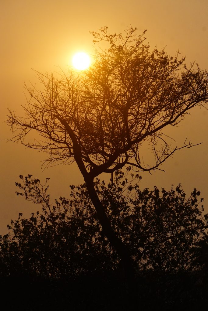 Sunset through a tree - PixaHive