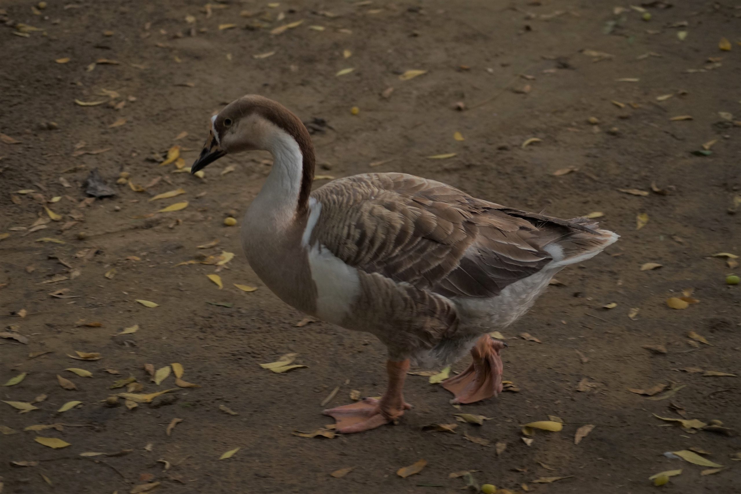 A swan goose