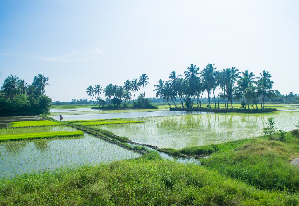 tamilnadu-village-pixahive