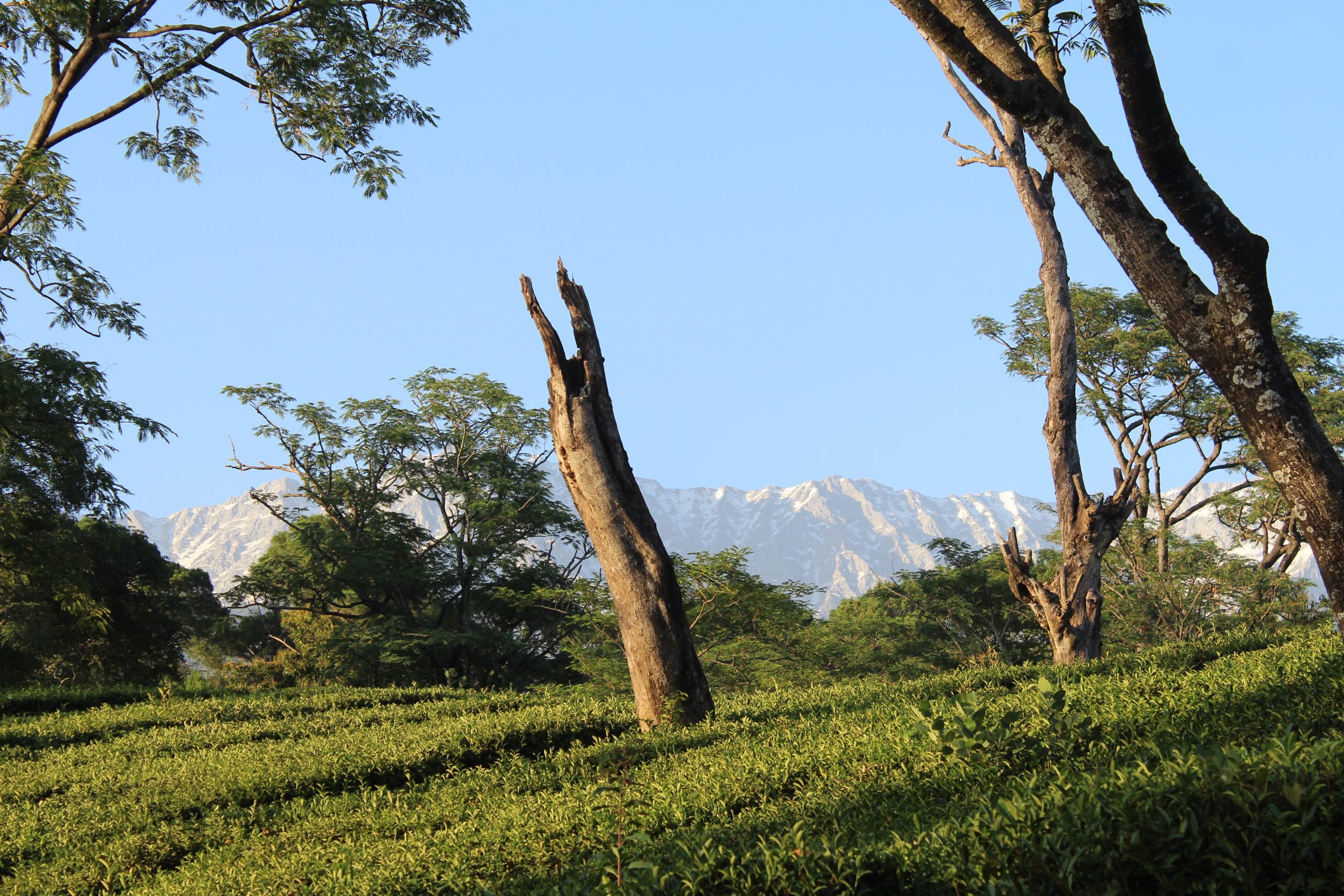 Mountains and trees of Dharmshala