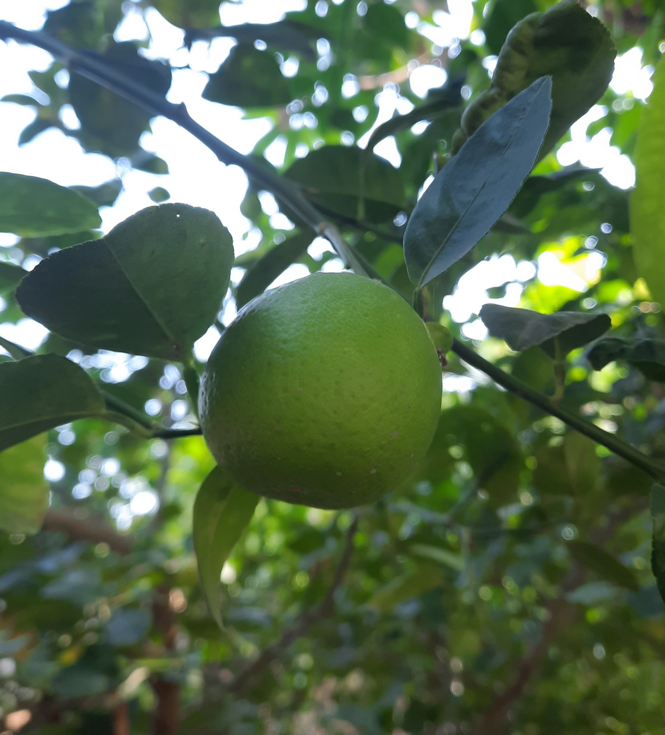 lime on a branch