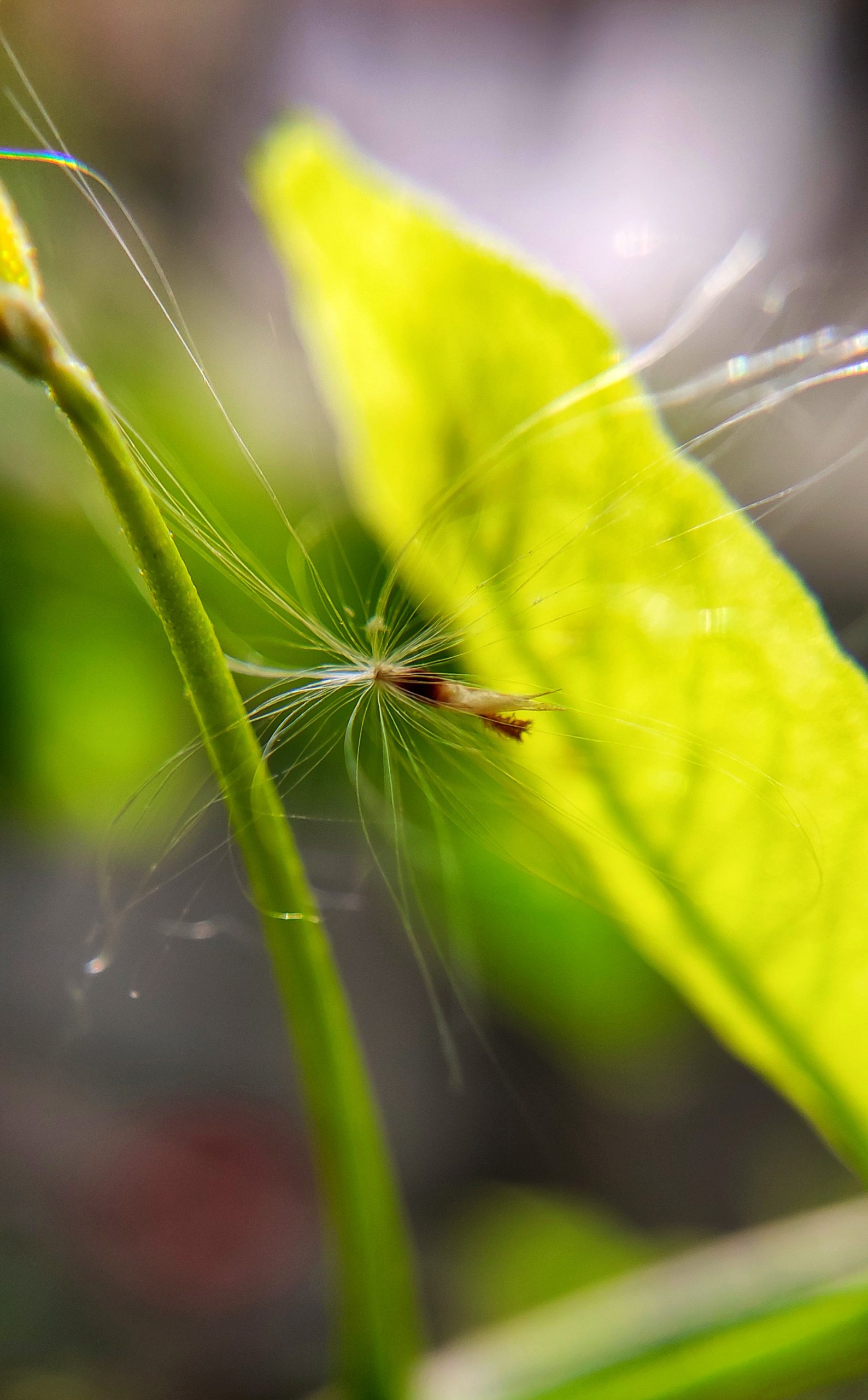 Tiny creature on leaf
