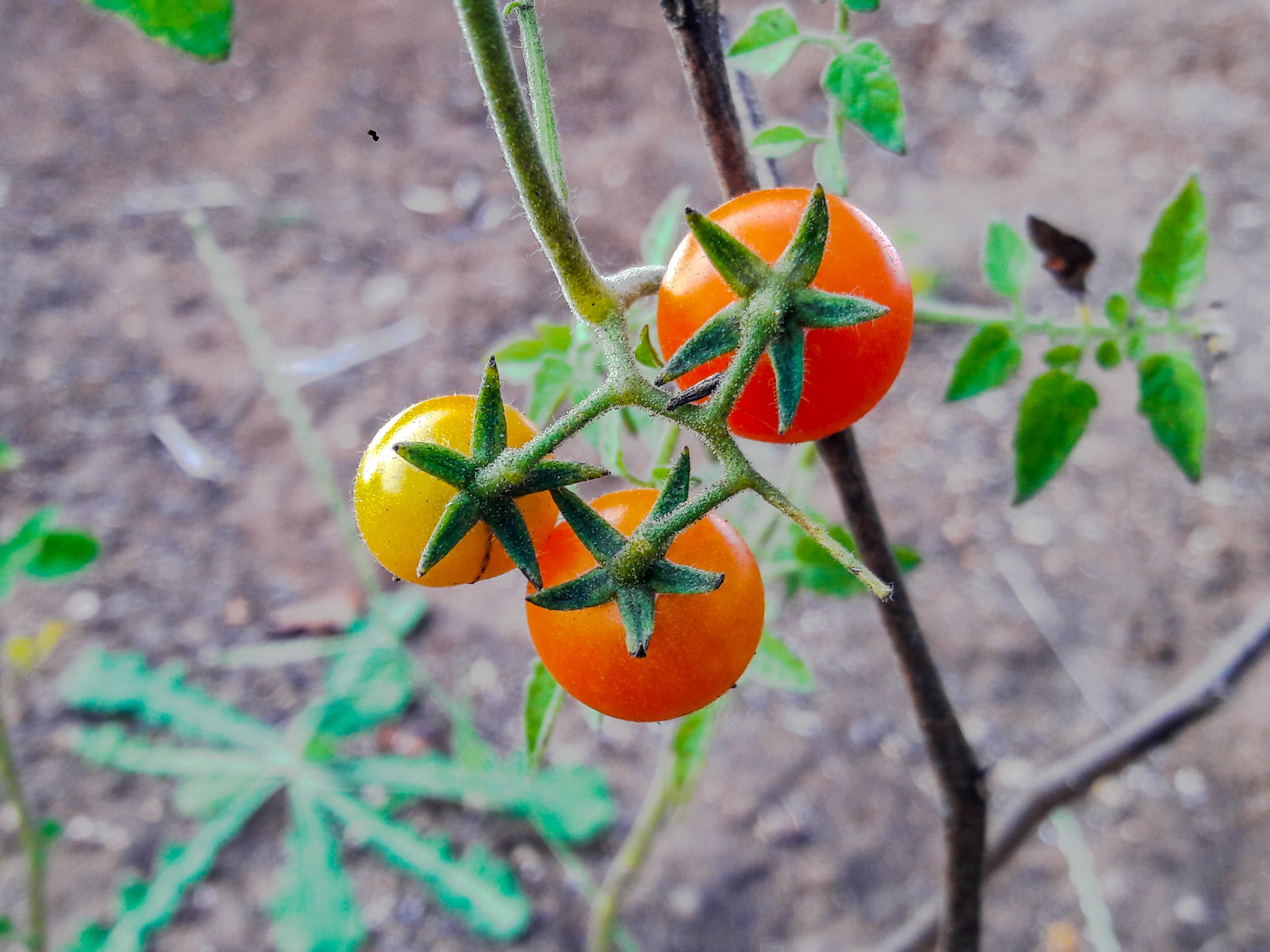 tomatoes on a plant