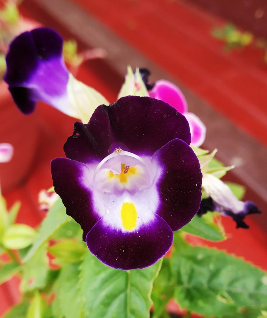 Torenia Wishbone flower - PixaHive
