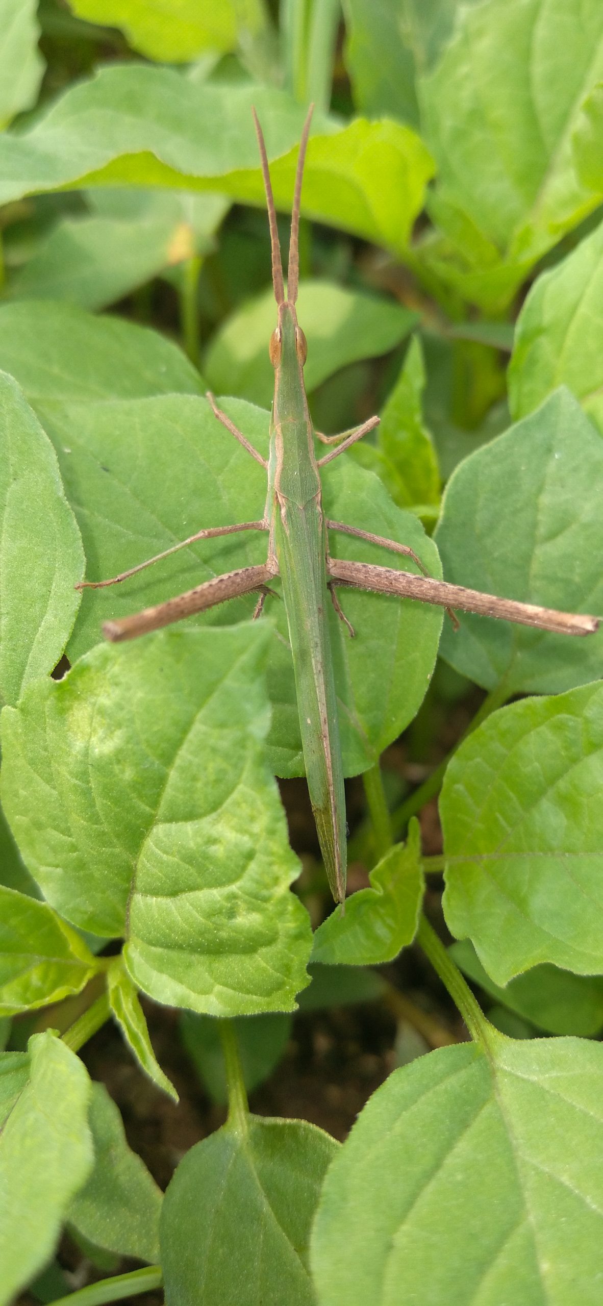 An insect on a leaf