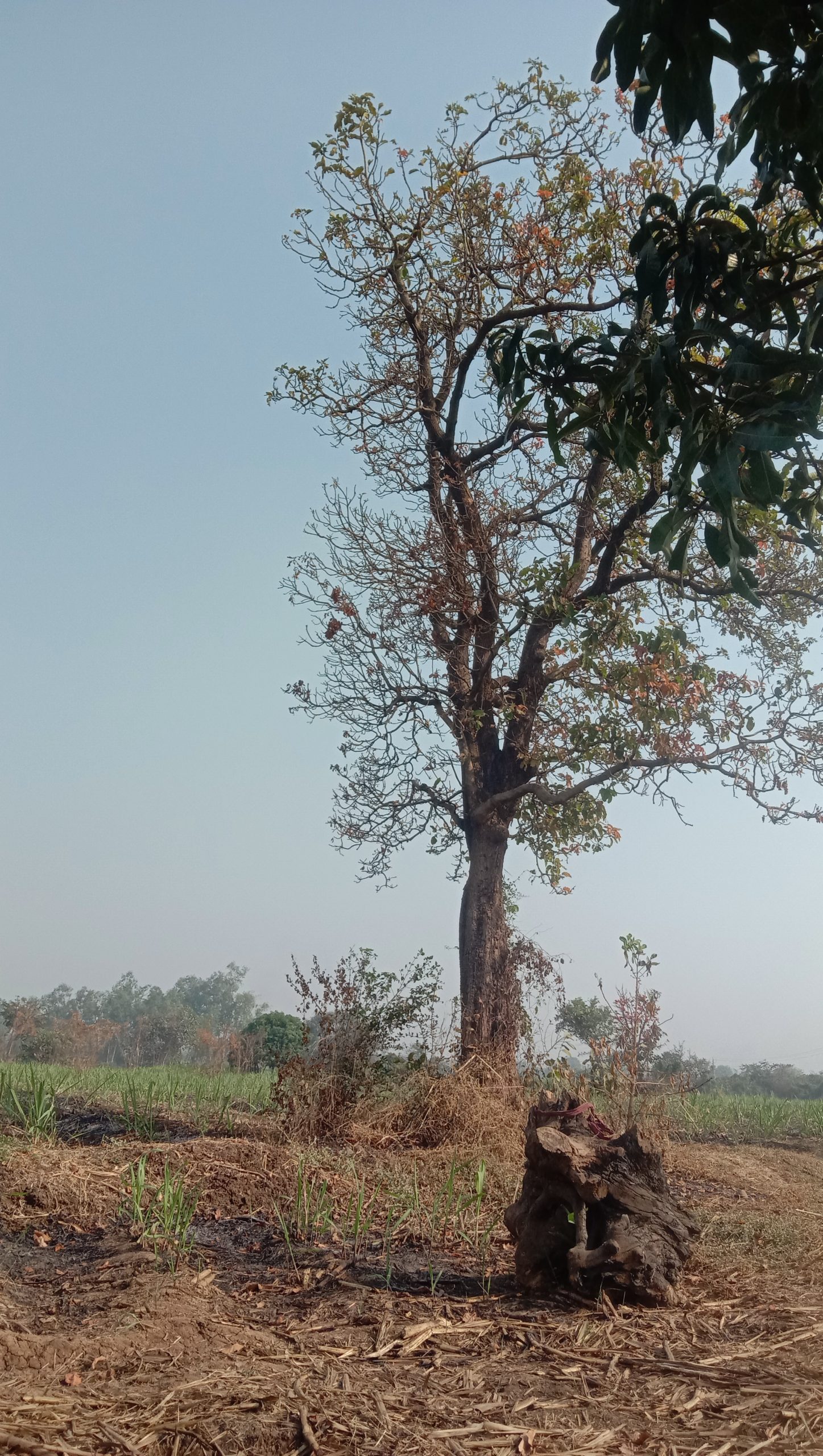 Tree in farm