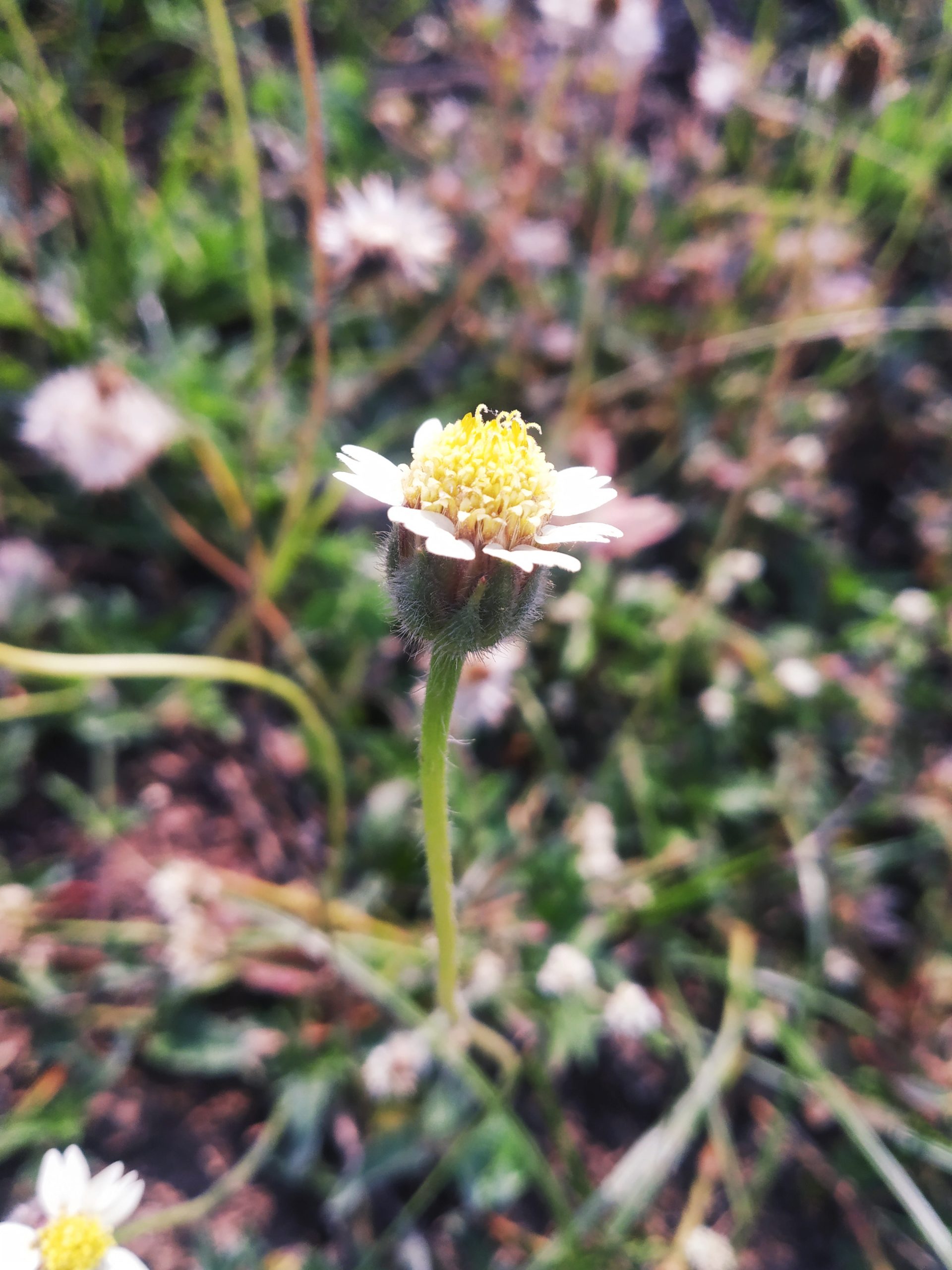 Tridax procumbens plant flower