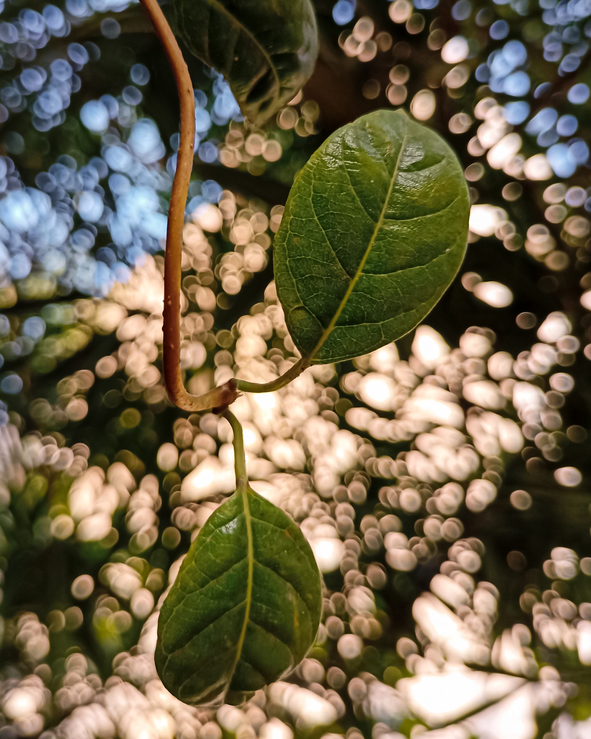 Leaves