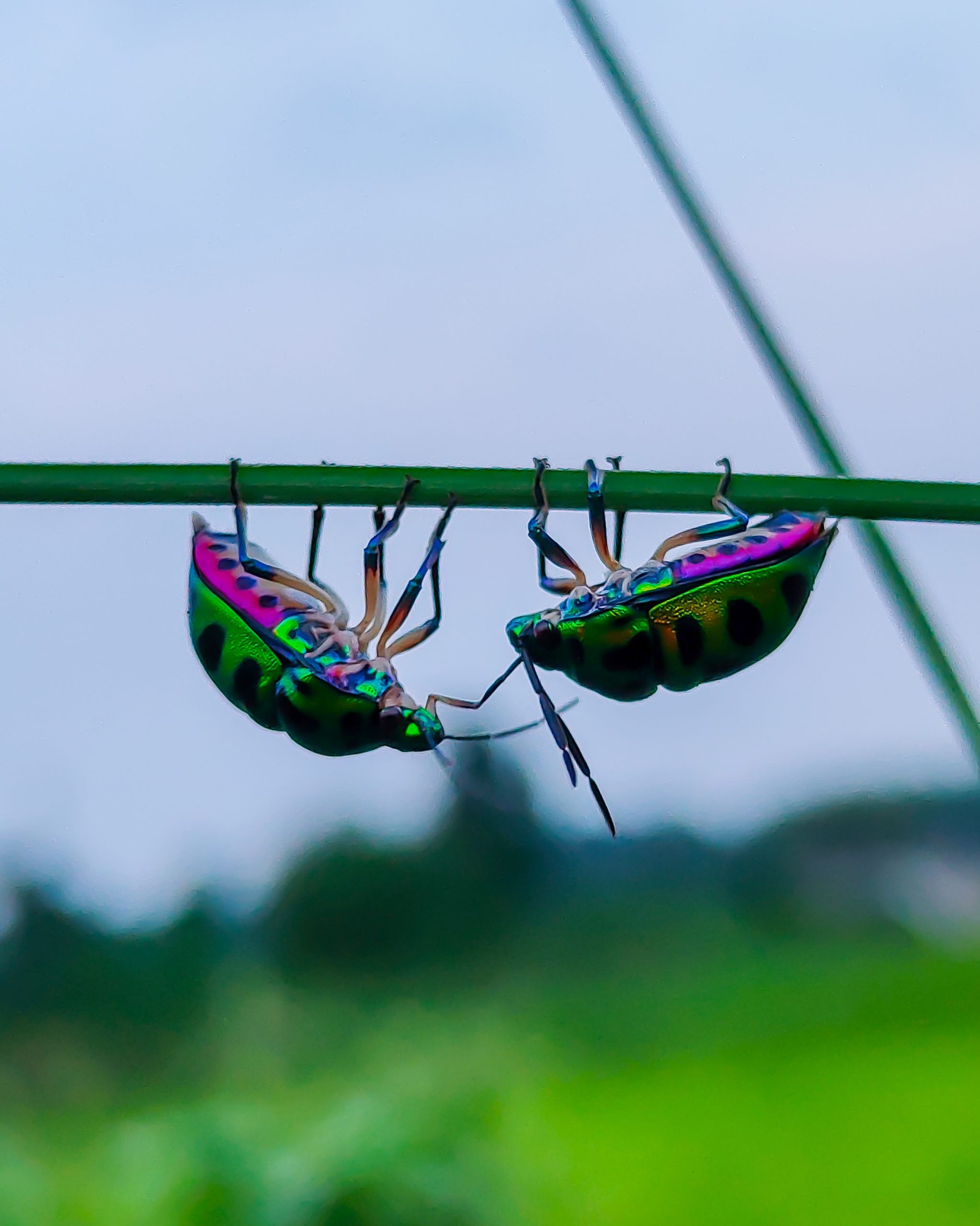 Two colorful beetle on a branch