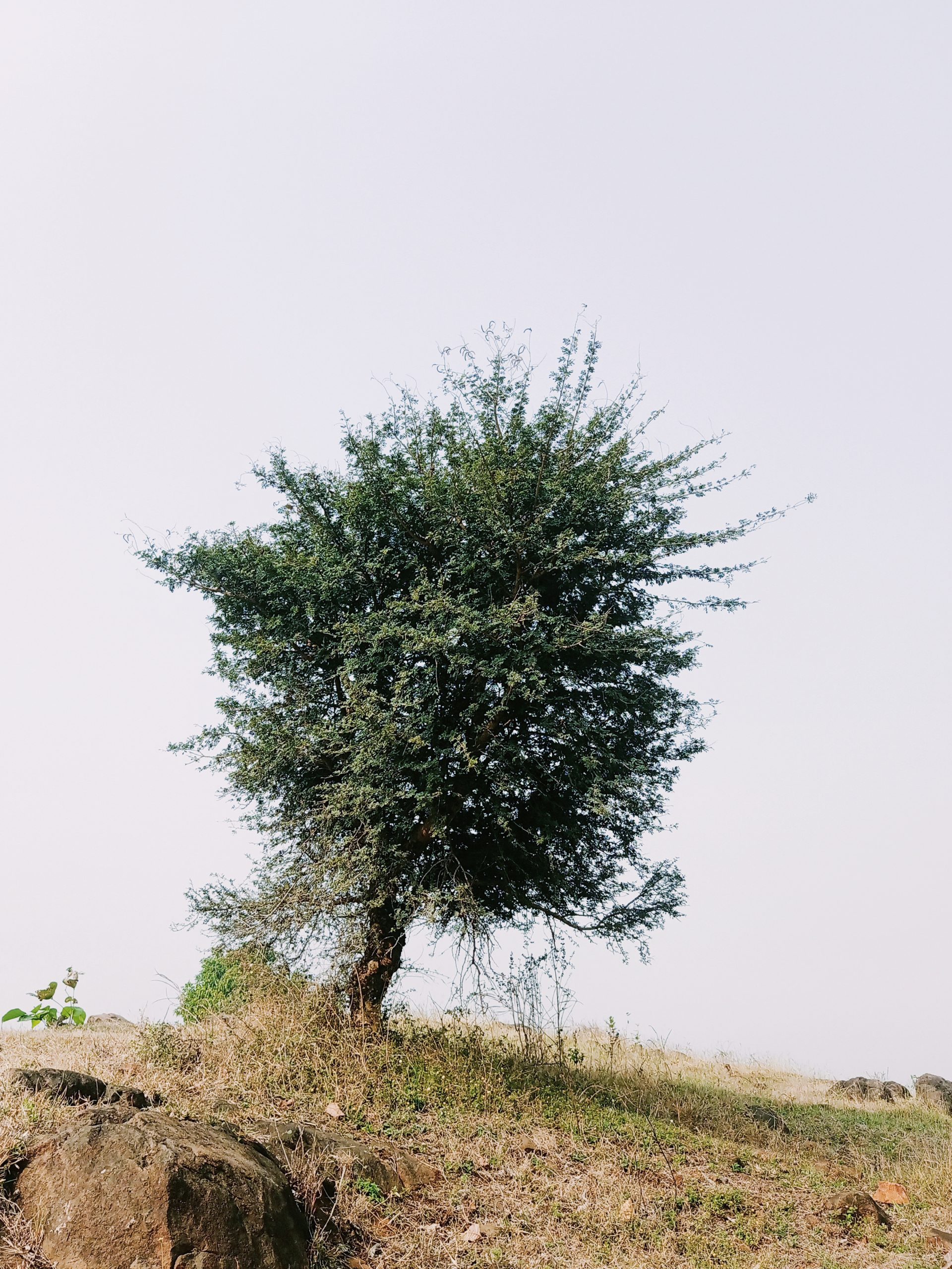 Vachellia plant