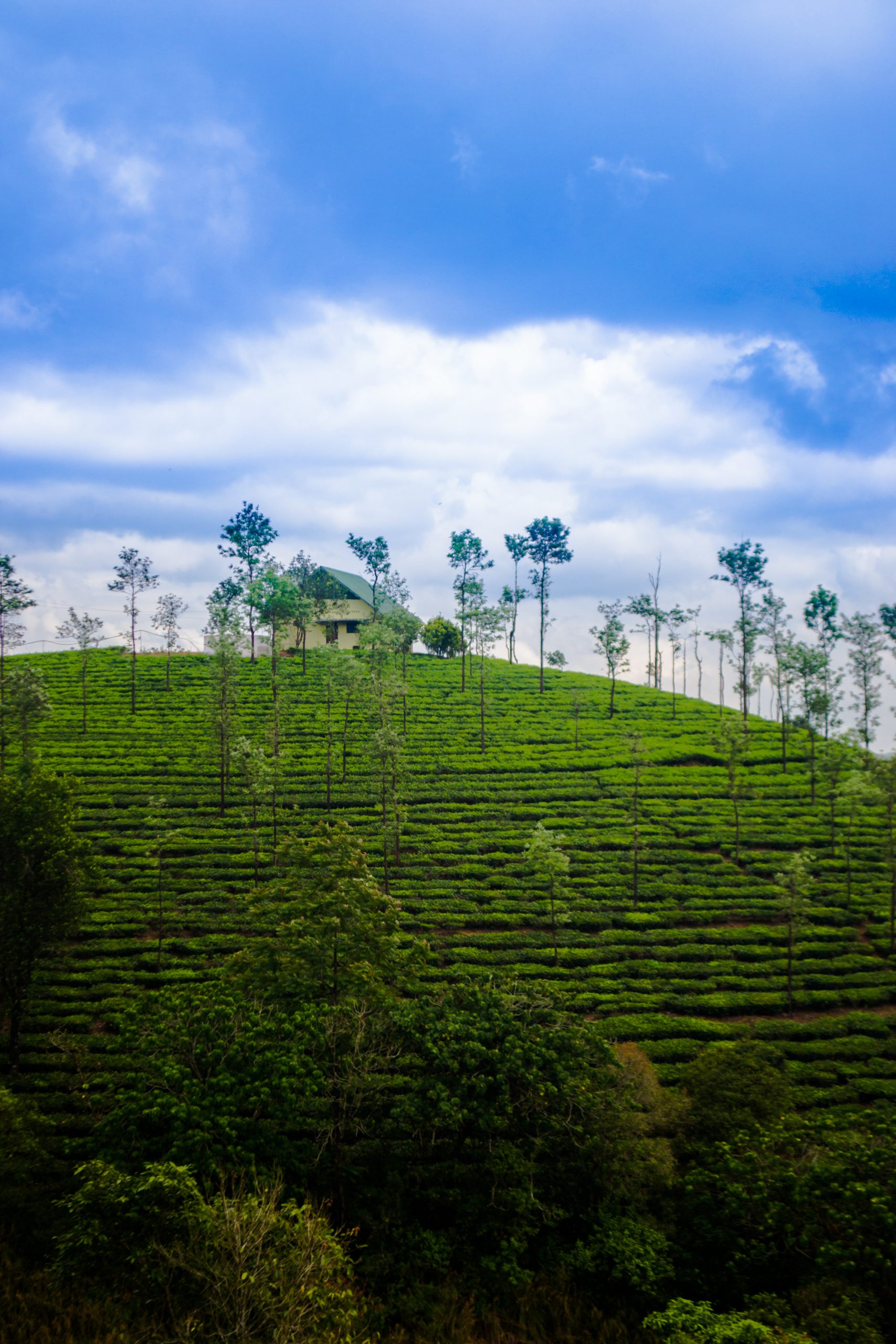 trees and greenery