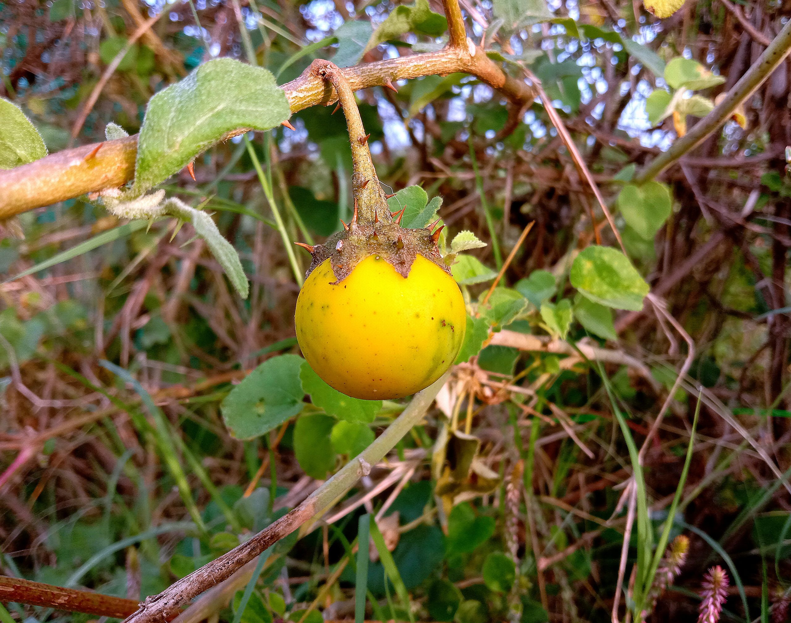 Vegetable on plant