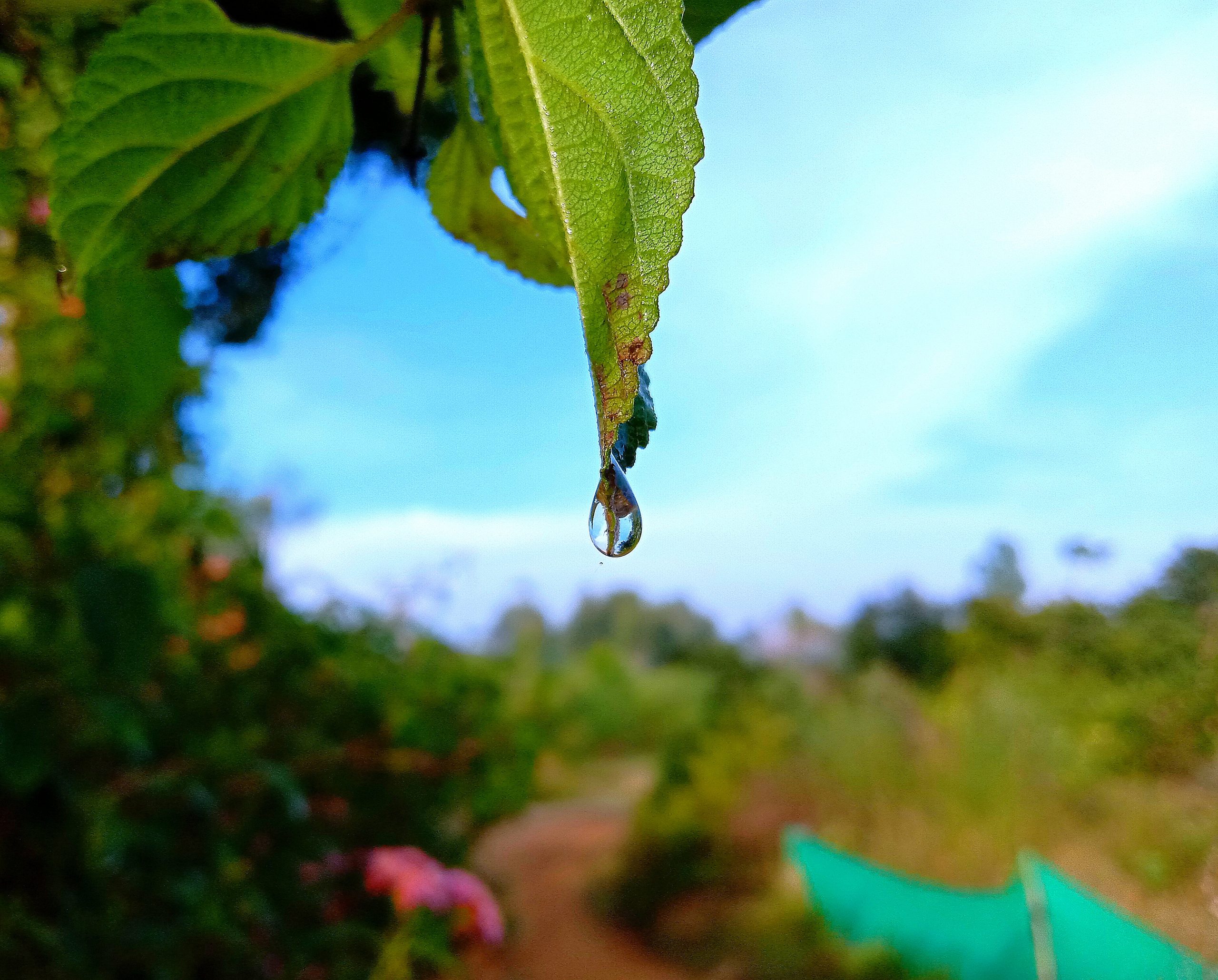 Water drop on leaf