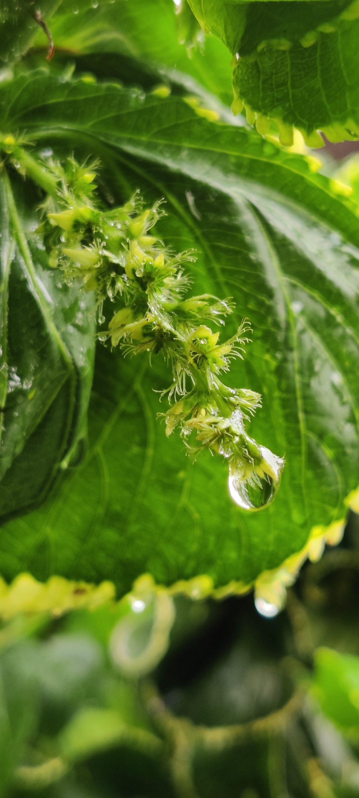 Water drop on a plant leaf