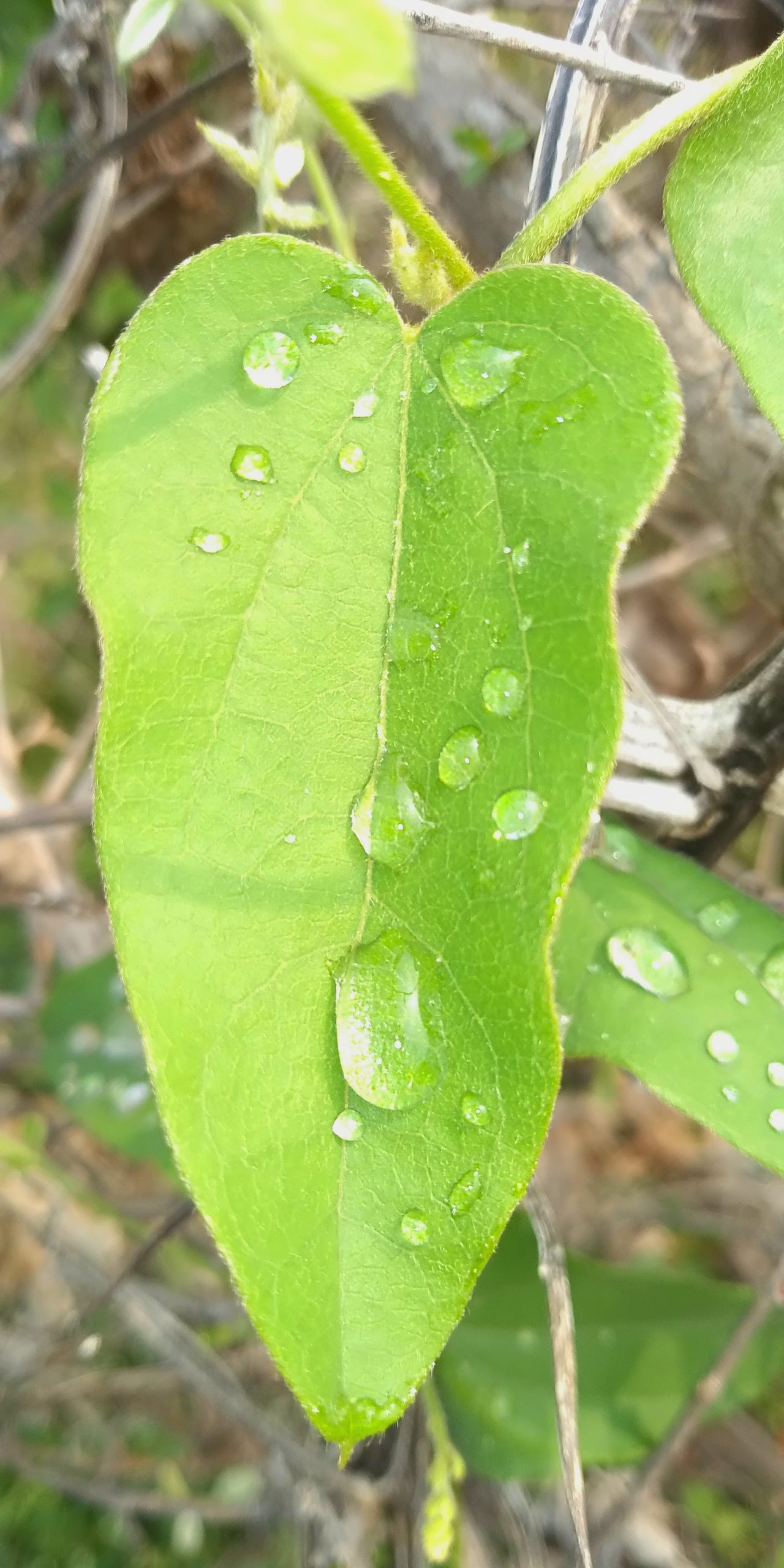 Water drop on the leaf