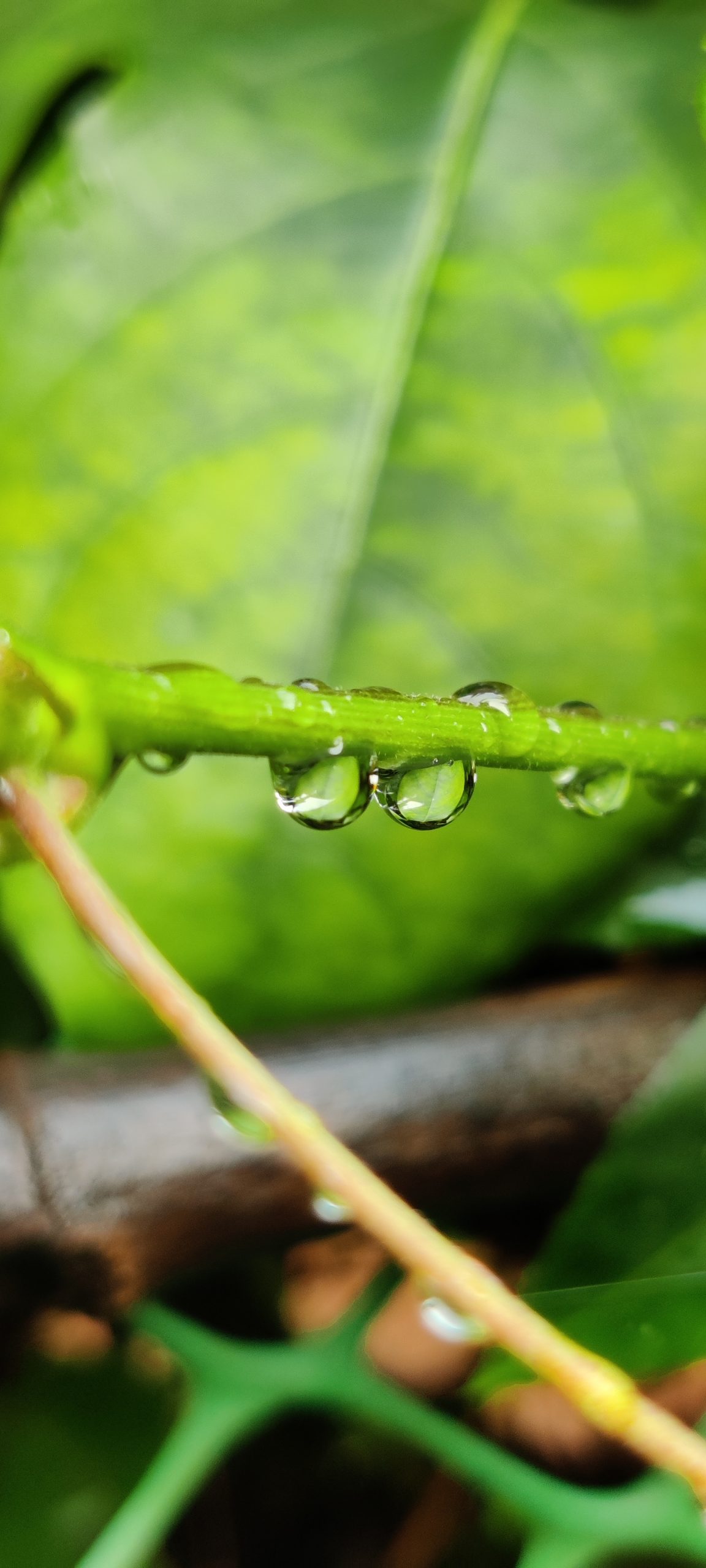 Water droplets on green stem