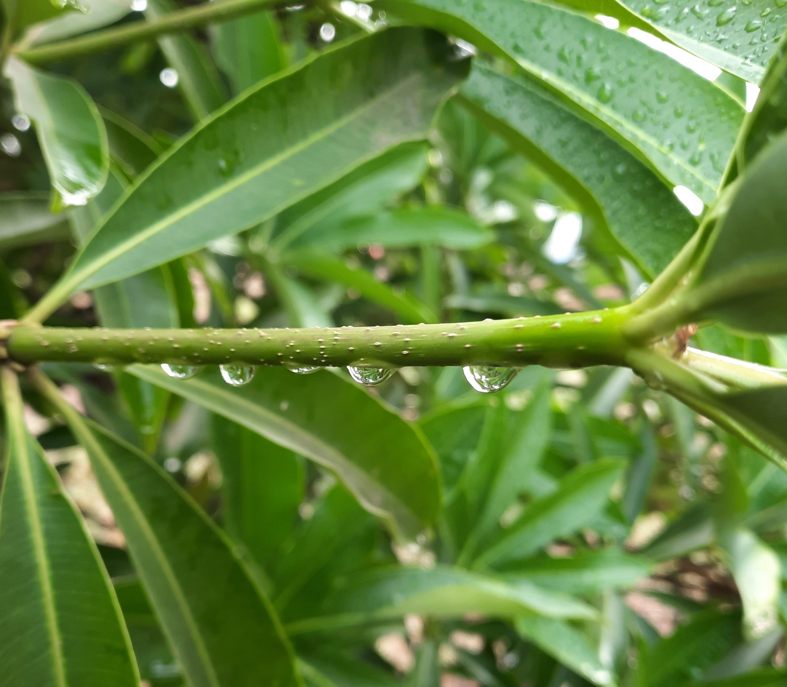 Water drops on plant stem