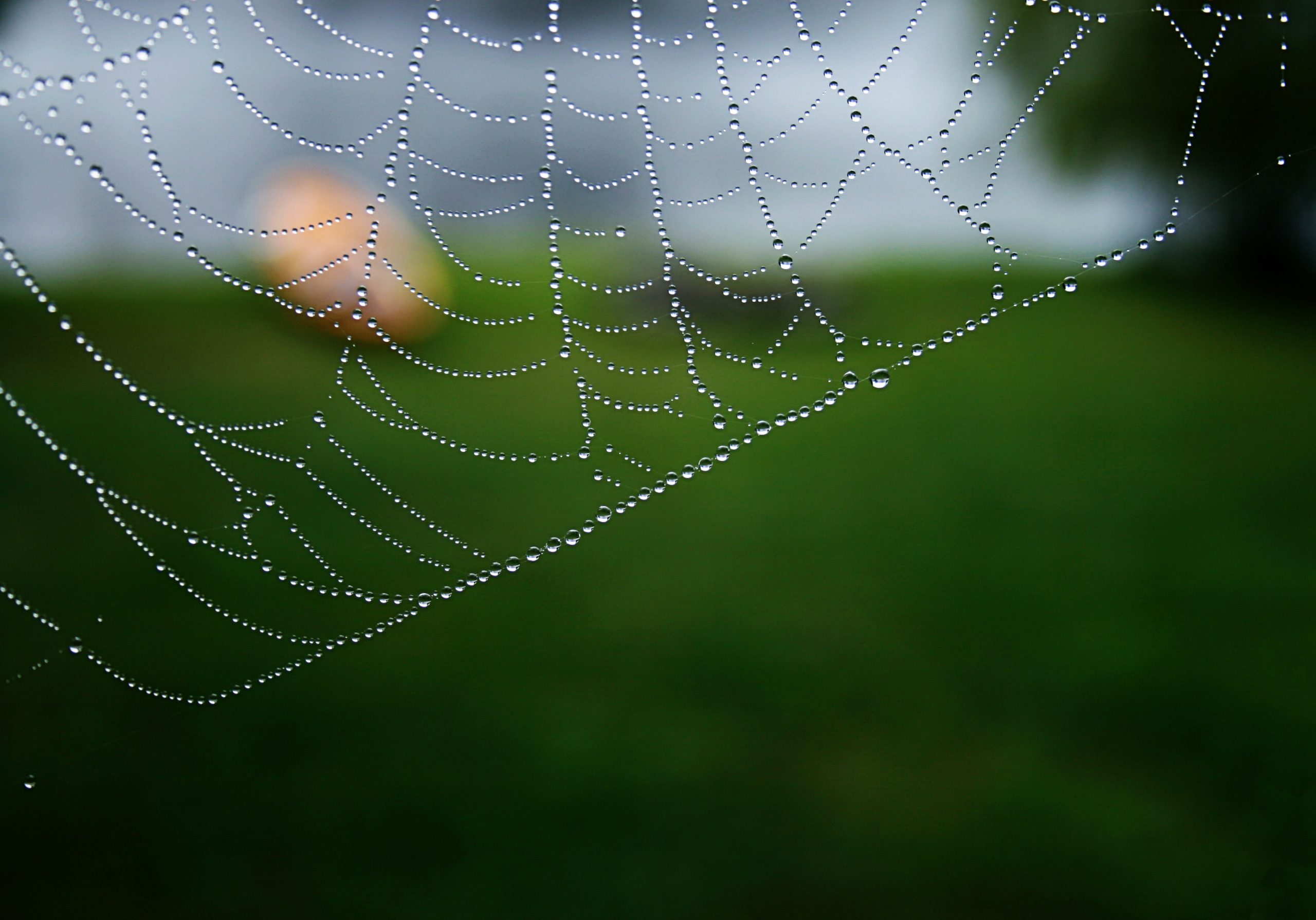 Water drops on a spider web
