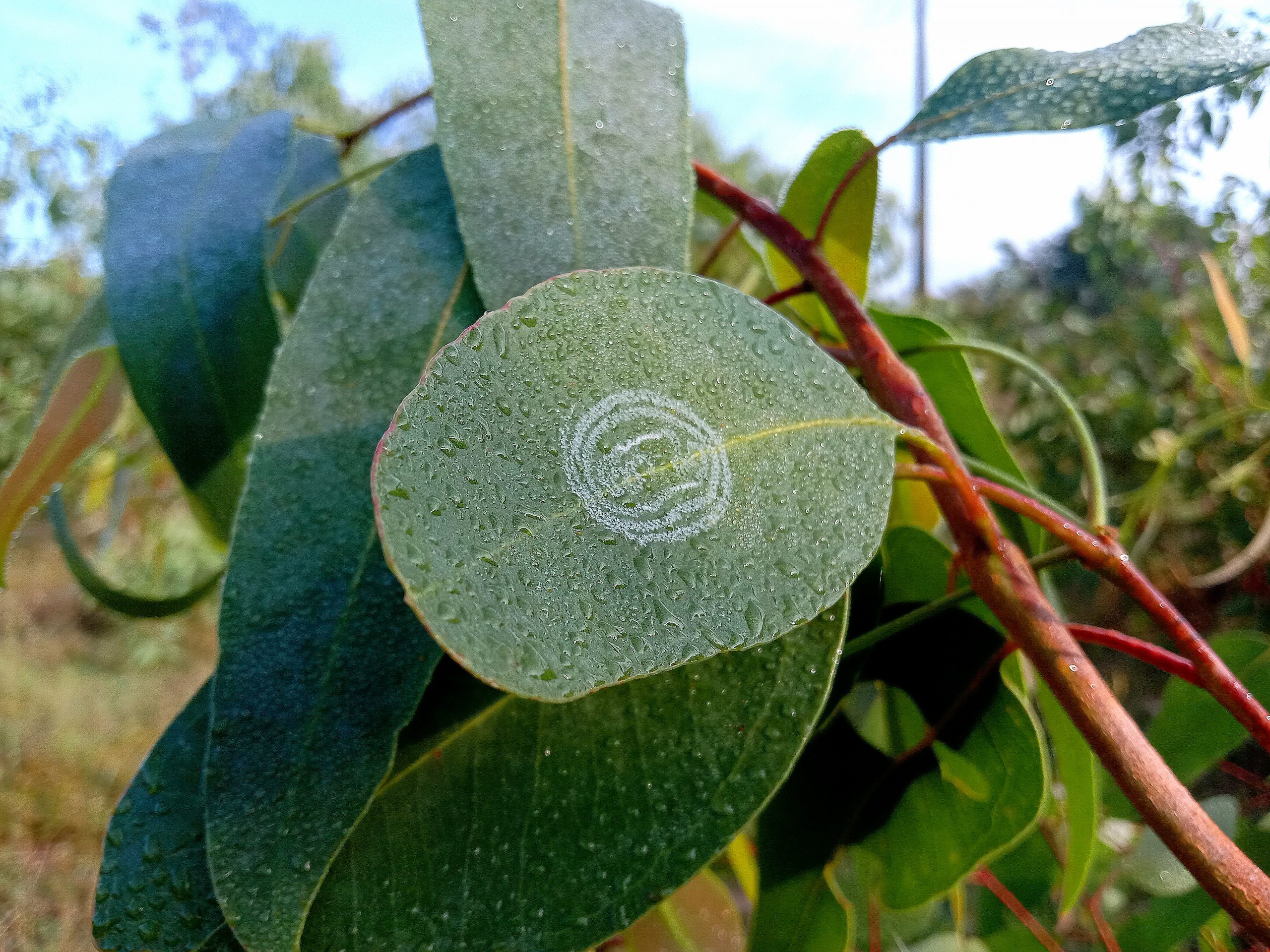 Water drops on green leaves