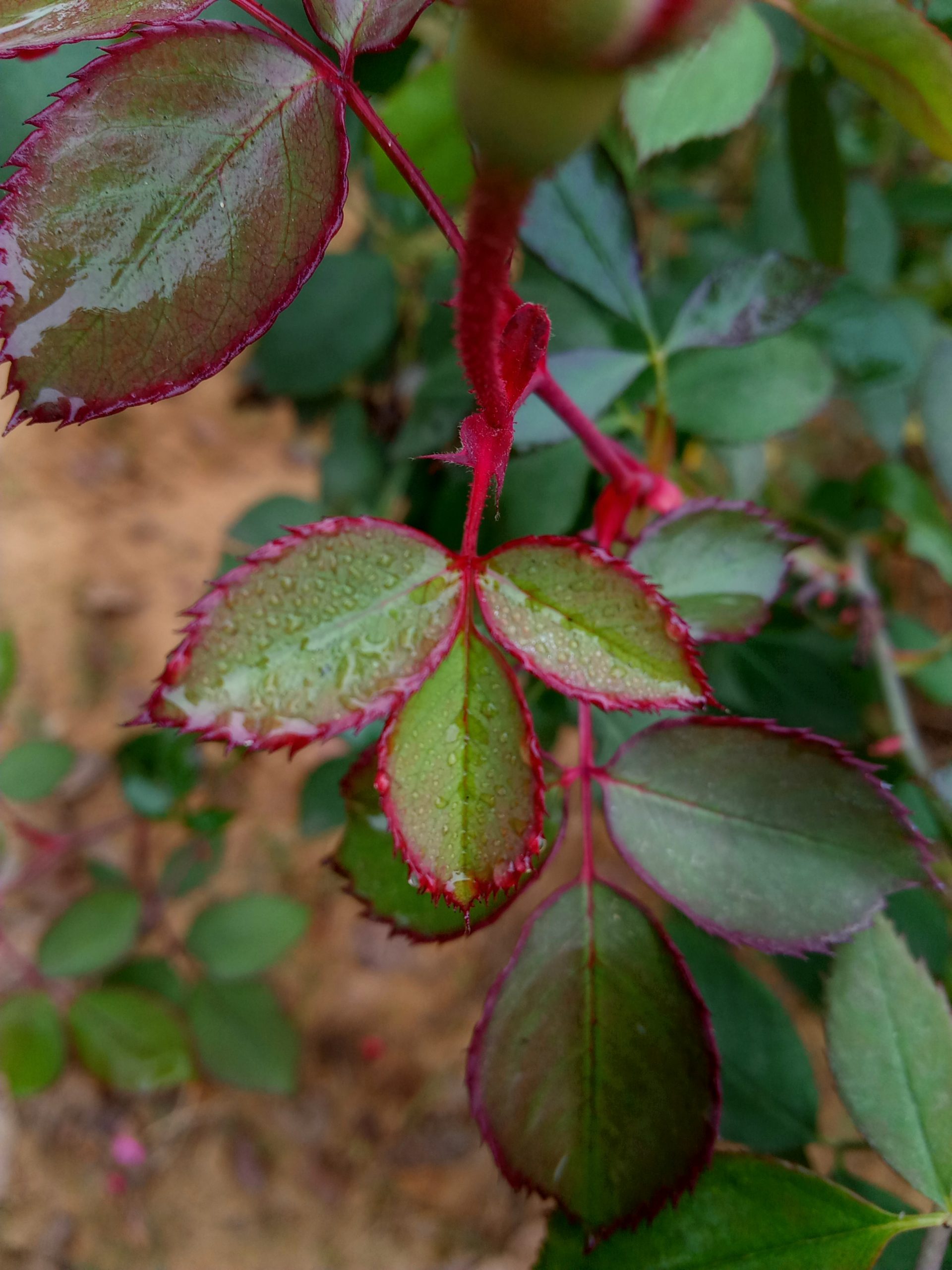 Wet leaves of a rose plant