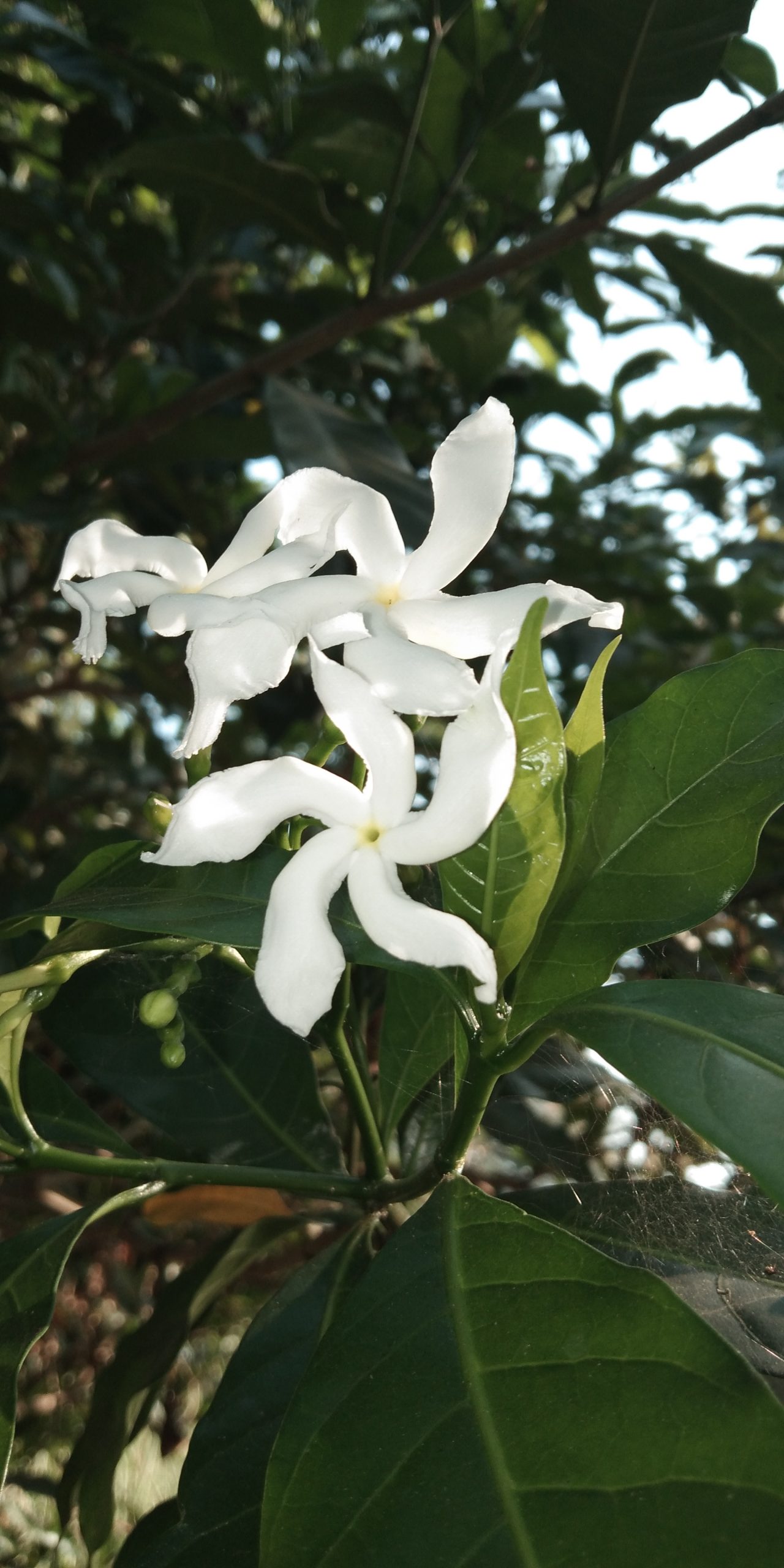 Flowering plant