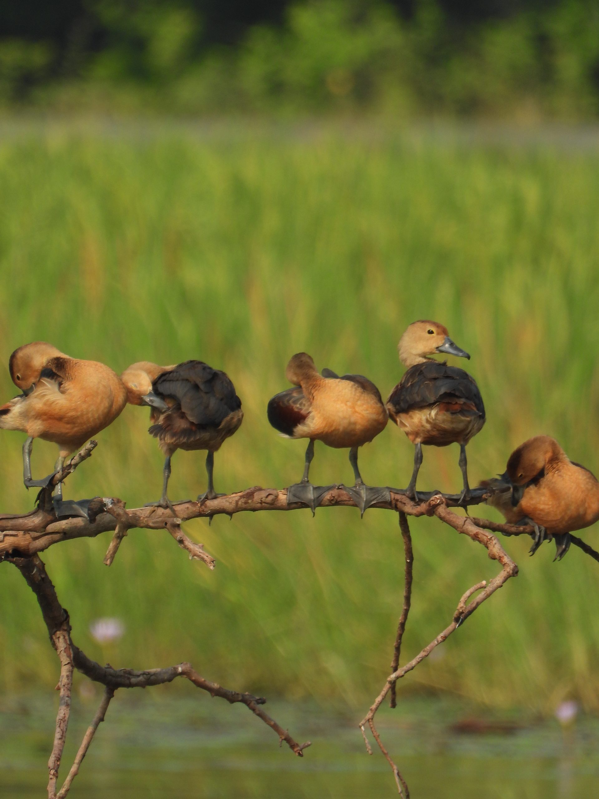 Whistling duck chicks