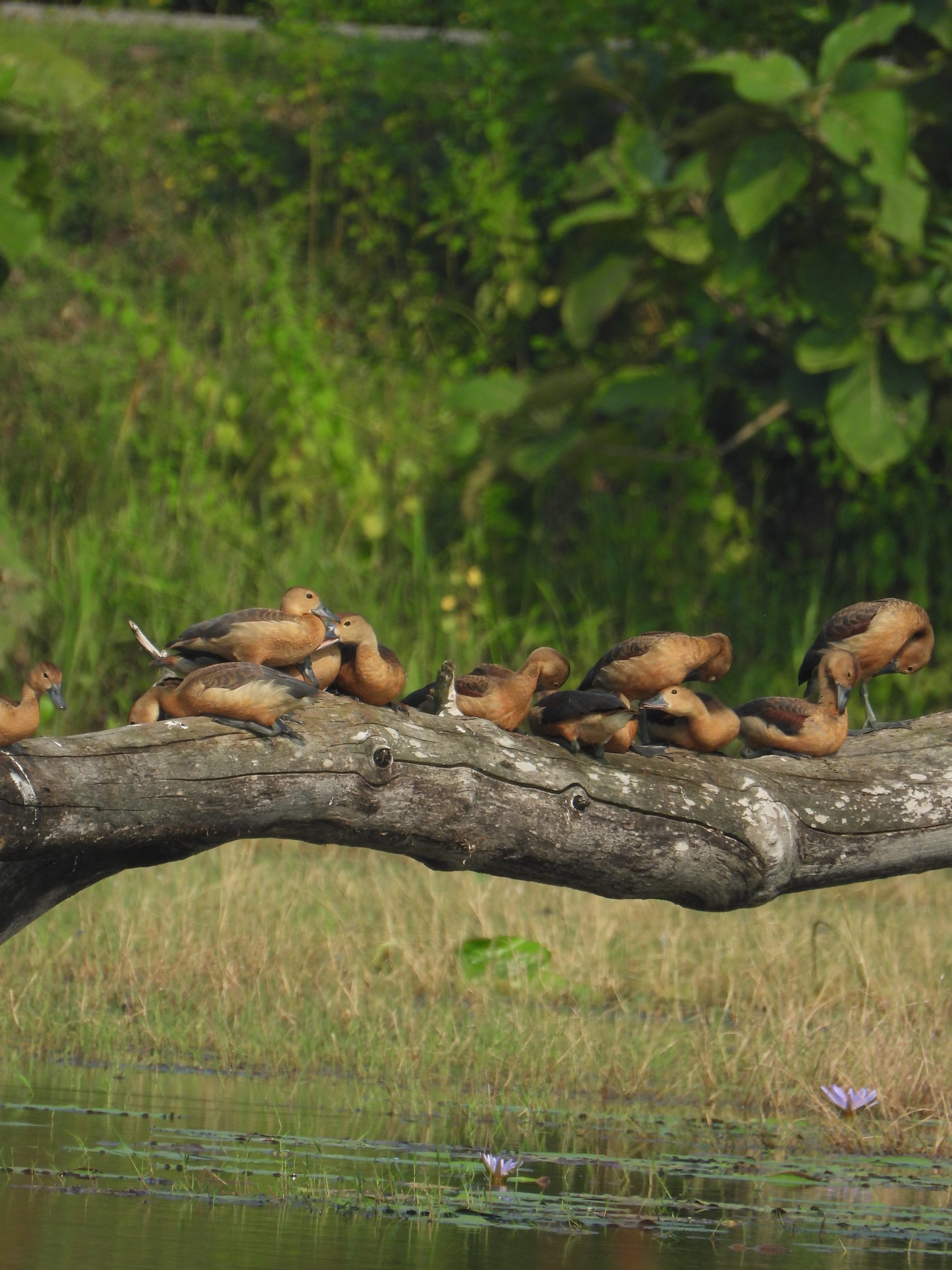 Whistling duck chicks