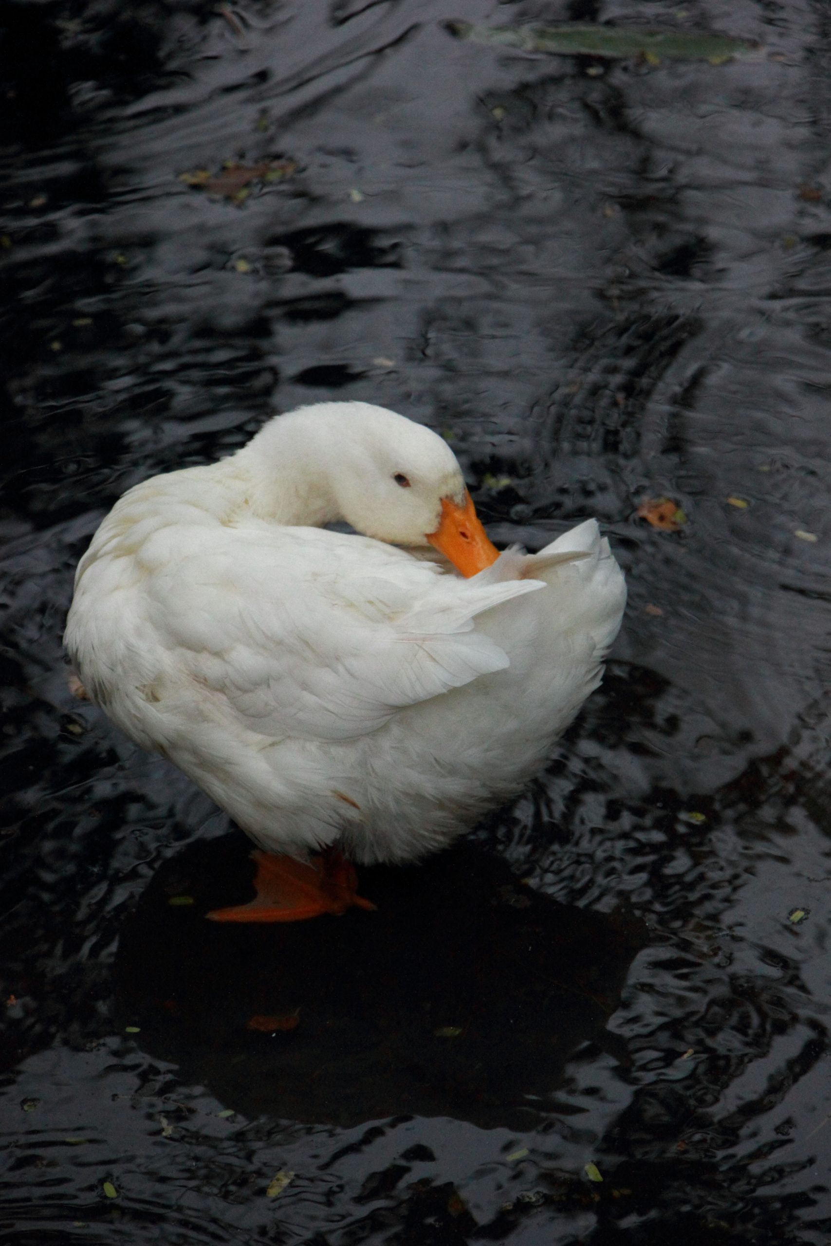 swan in a water