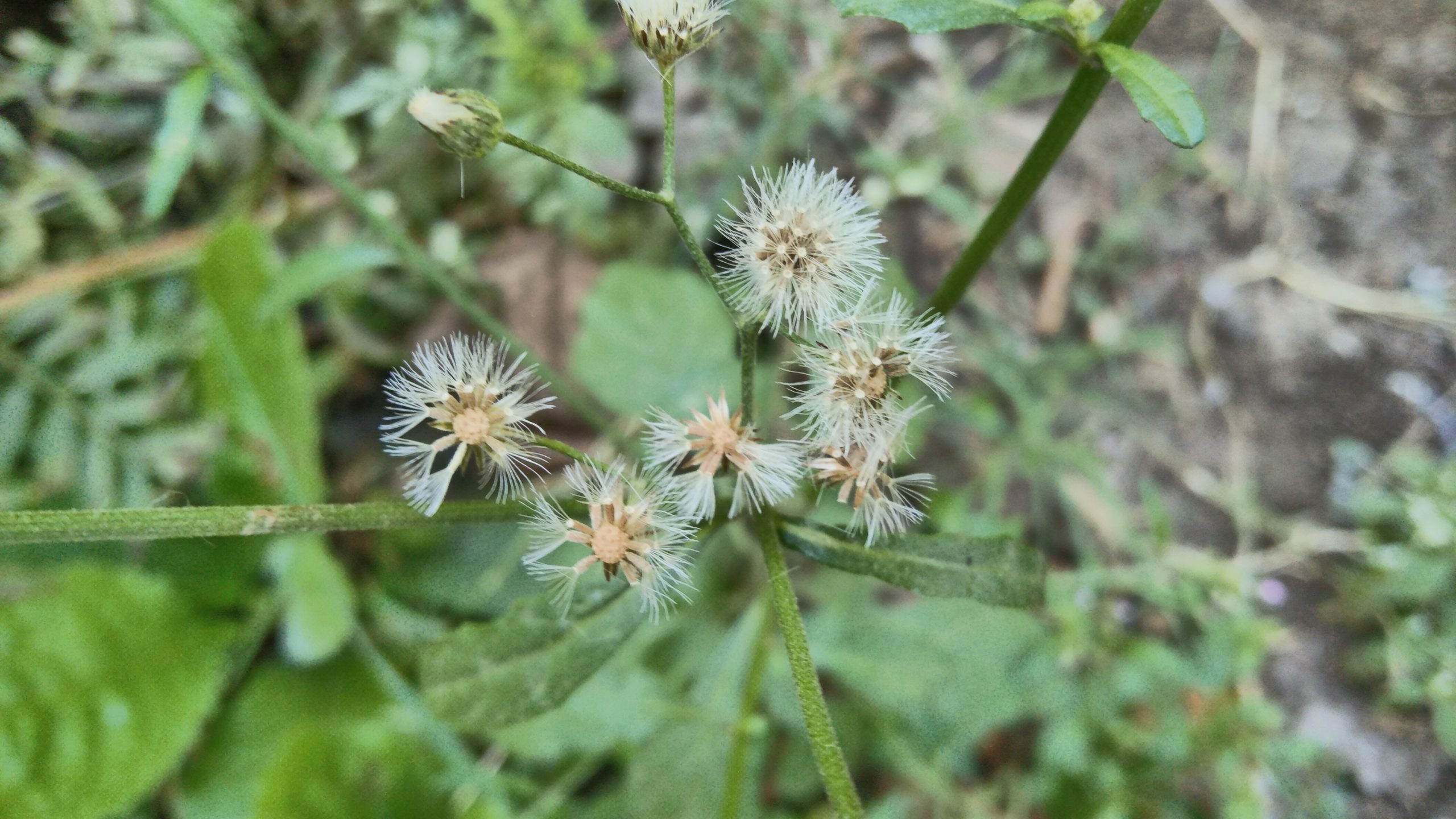 Wildflower on plant