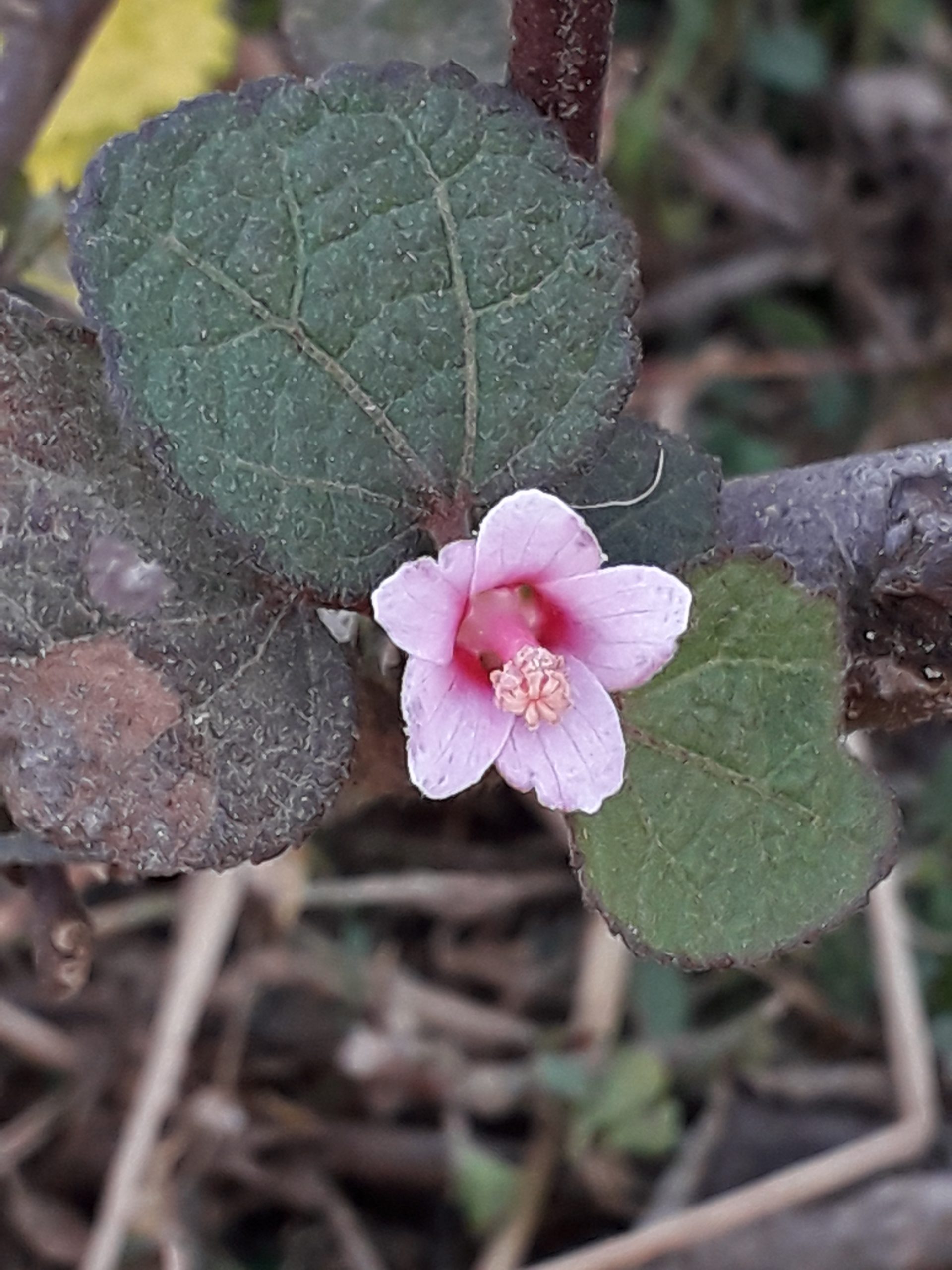 Flowering plant