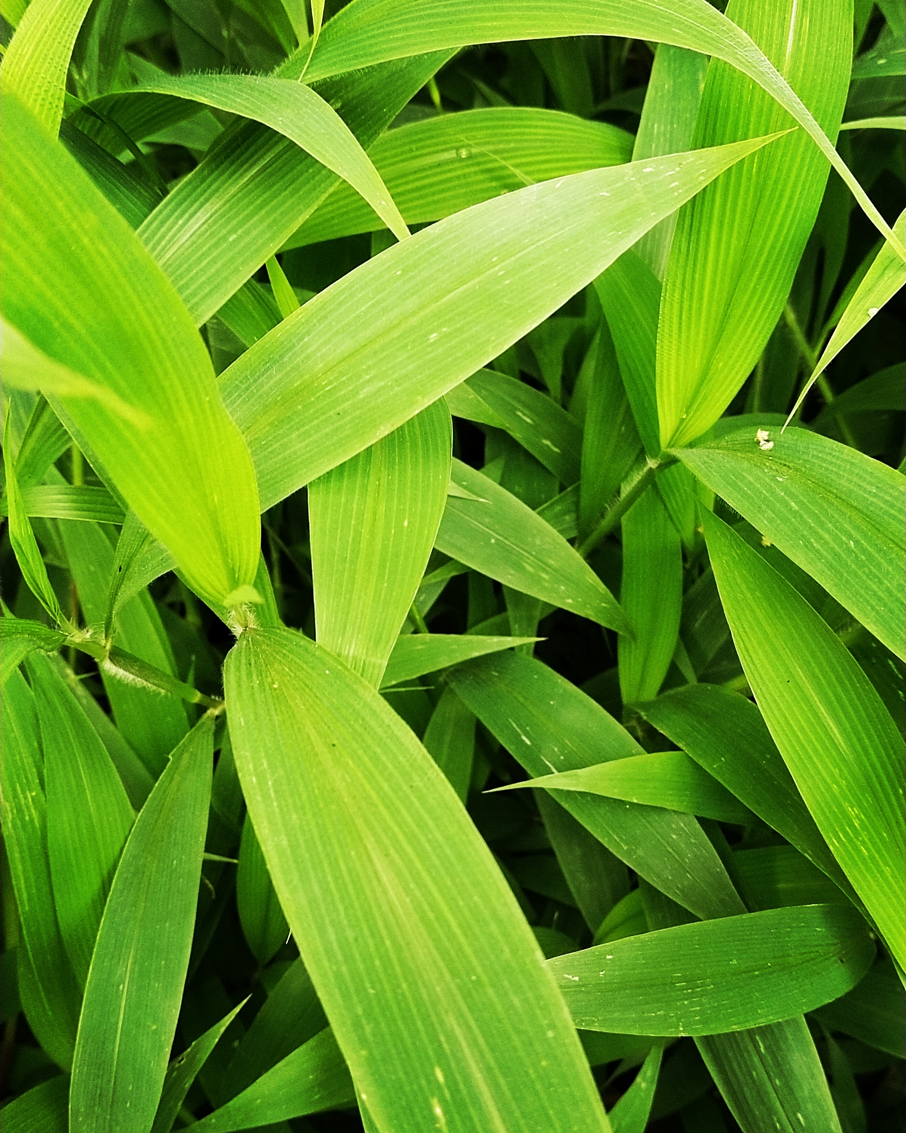 Leaves