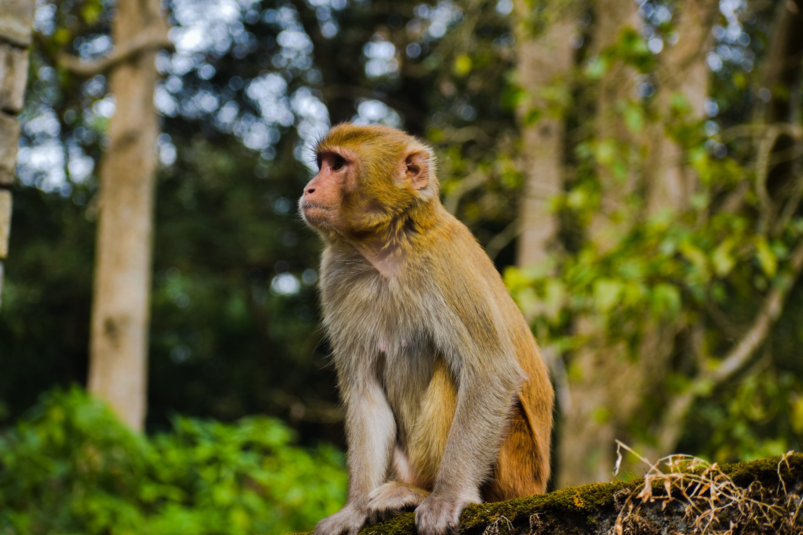 monkey sitting on branch