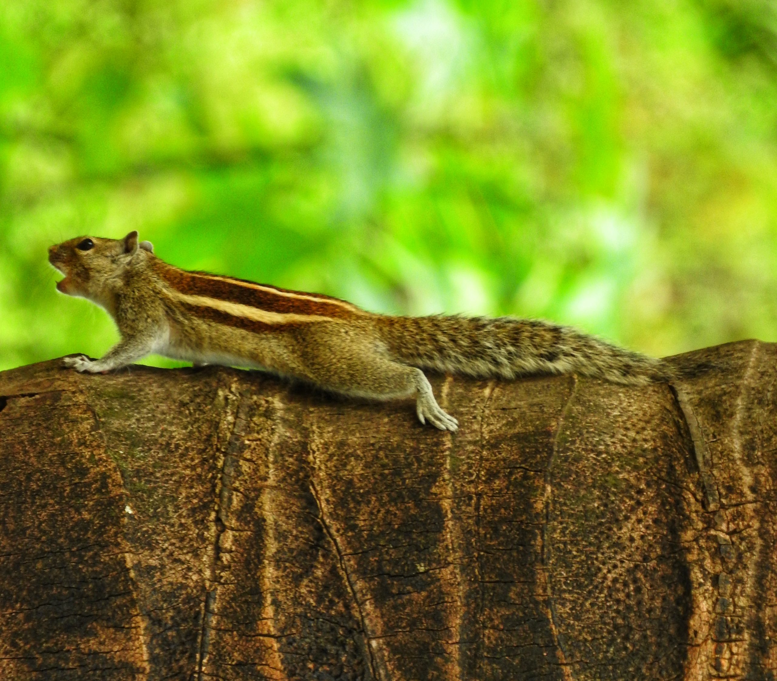 squirrel on a tree trunk